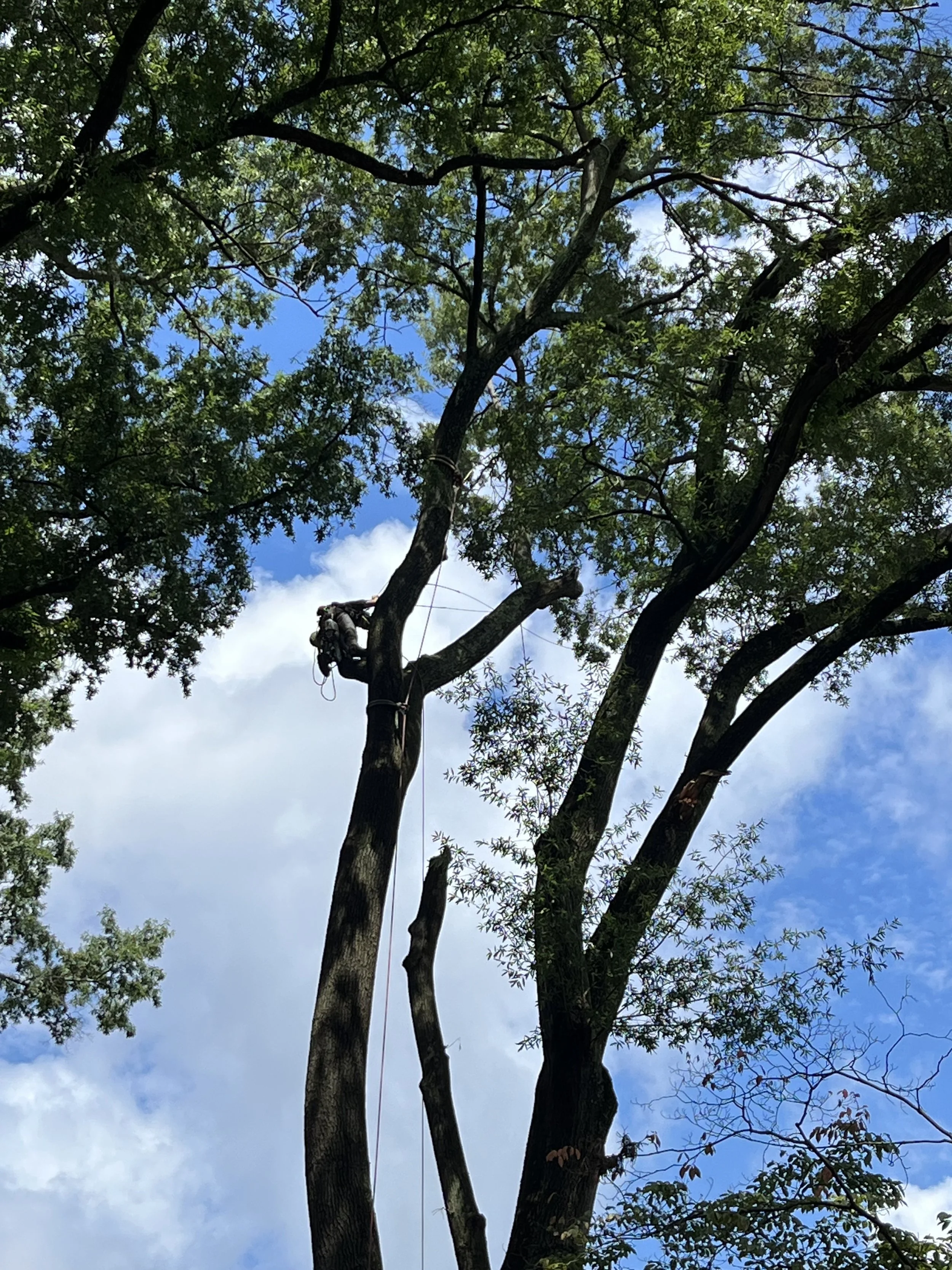 Commonwealth Tree Care gallery 3