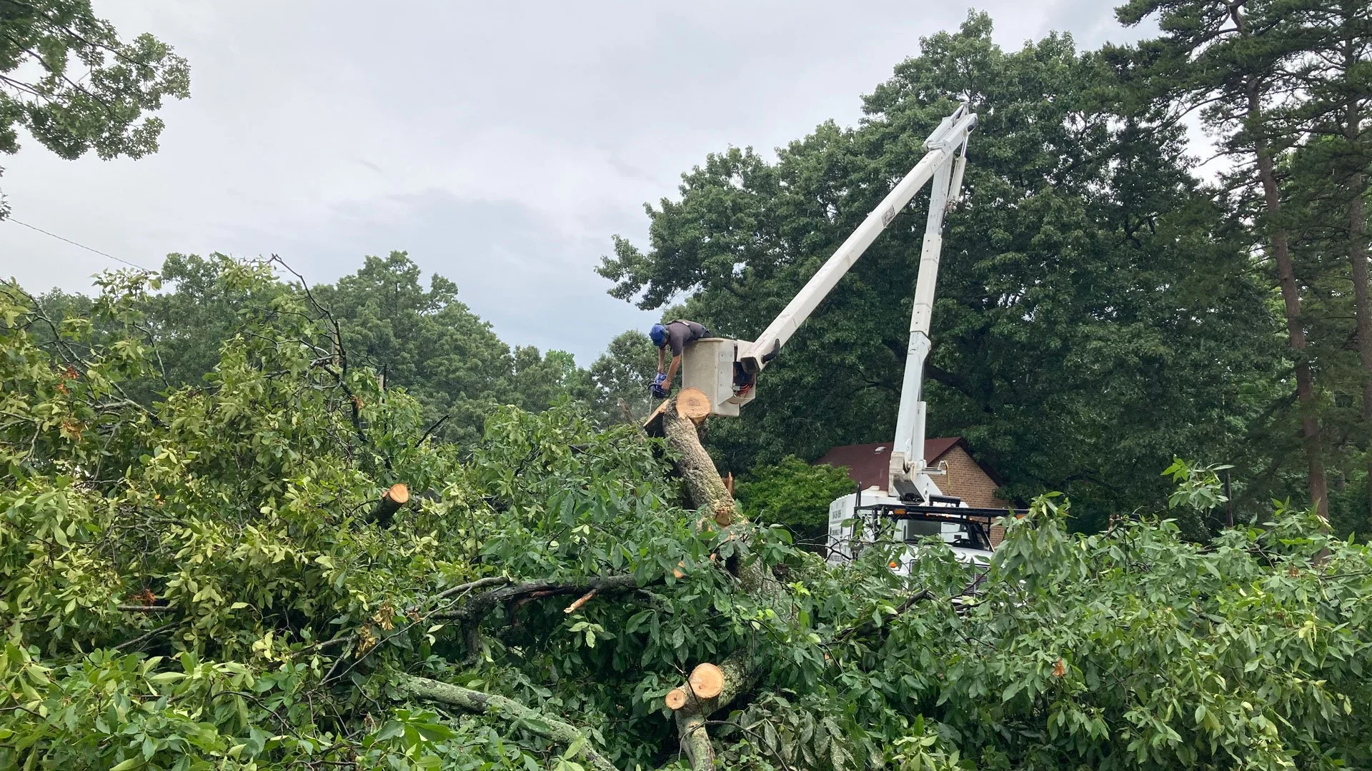 Commonwealth Tree Care work site
