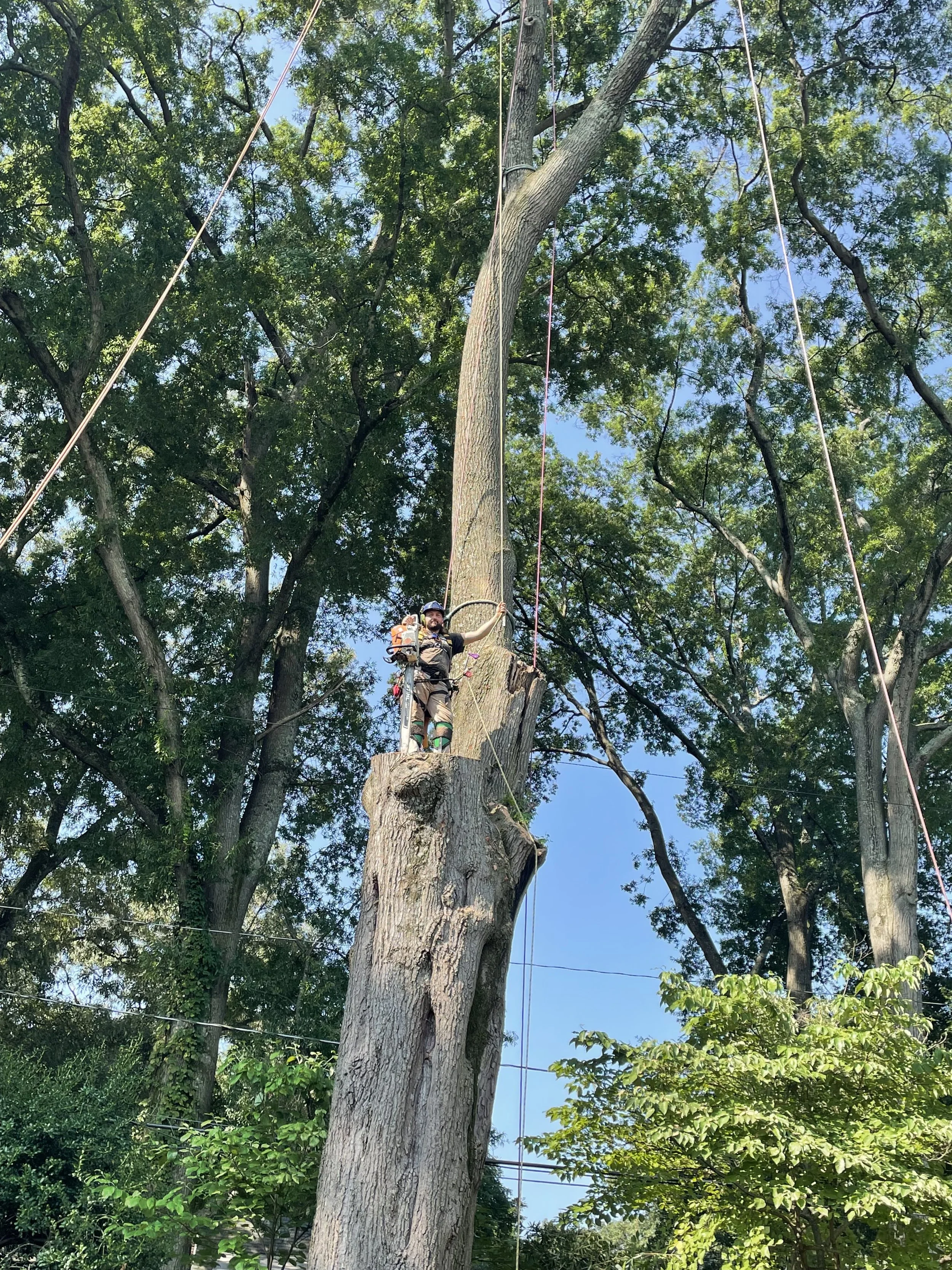 Commonwealth Tree Care gallery 4