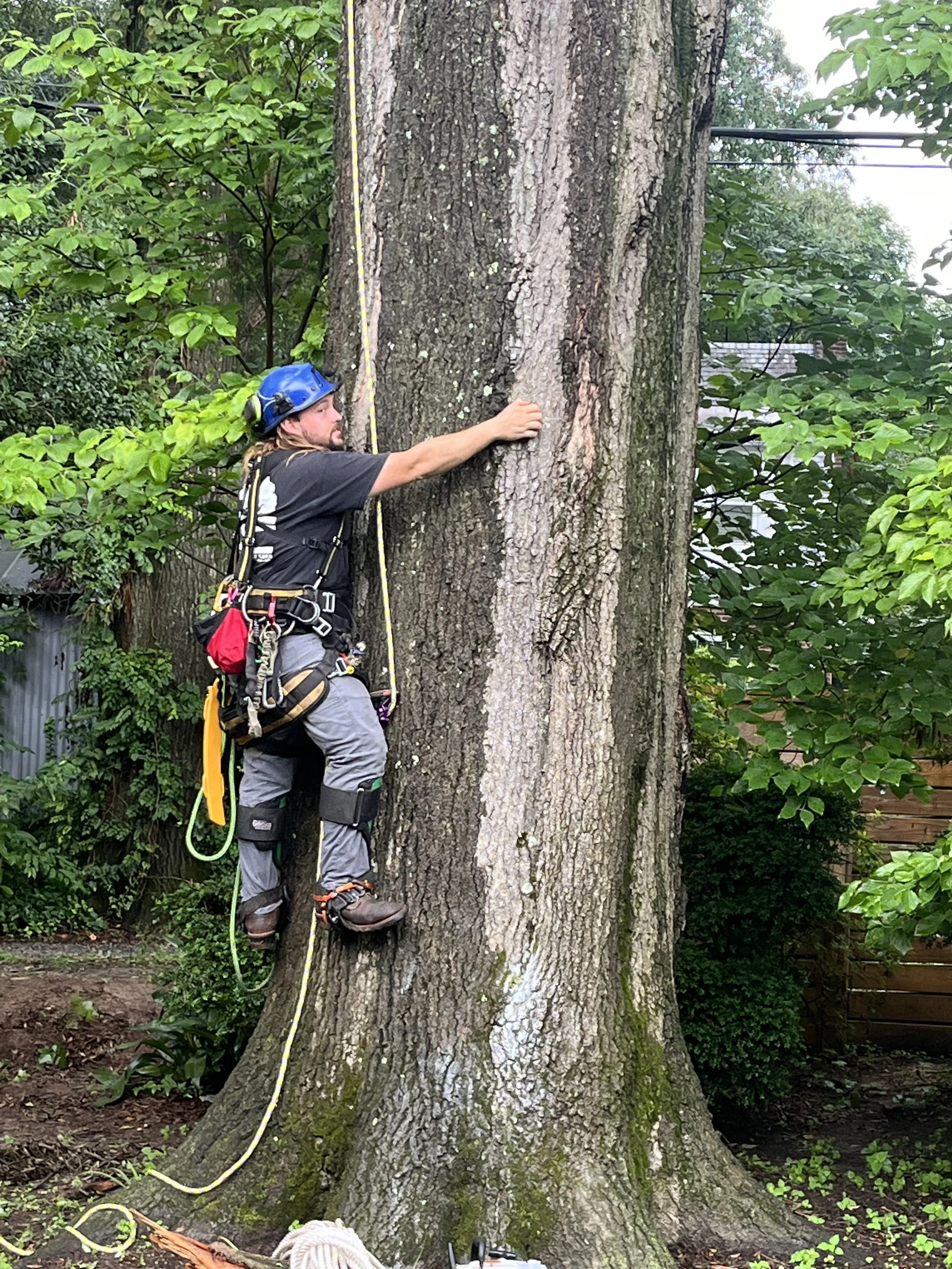 Commonwealth Tree Care gallery 9