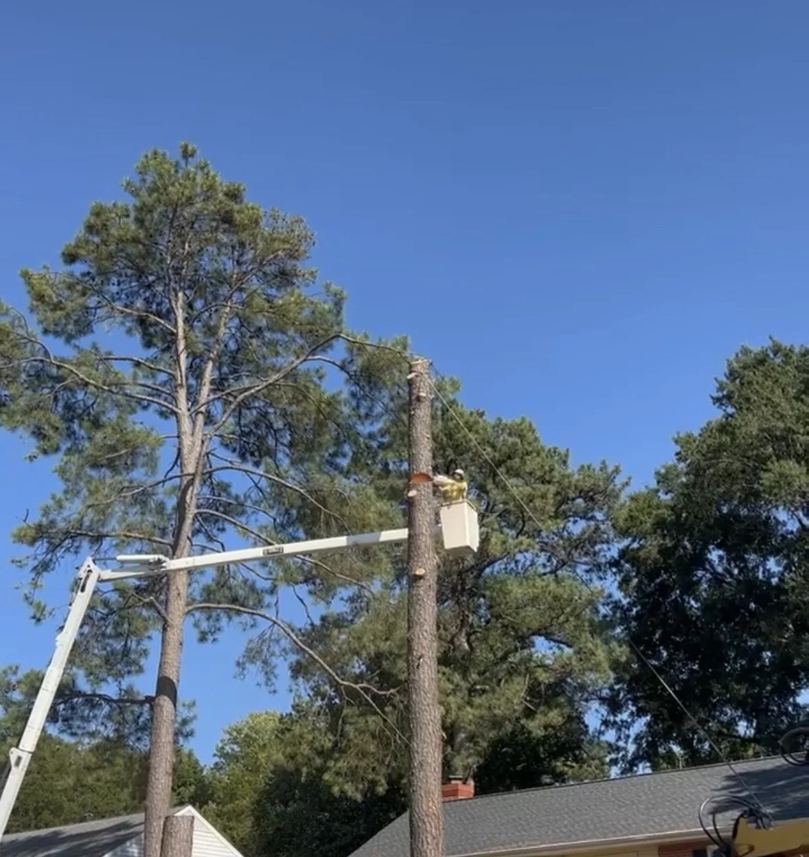 Commonwealth Tree Care gallery 7