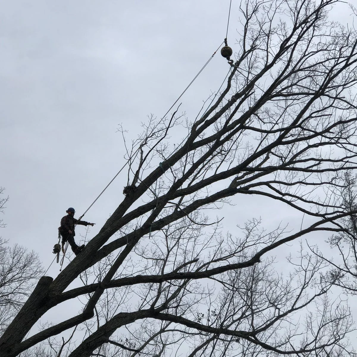 Commonwealth Tree Care gallery 2