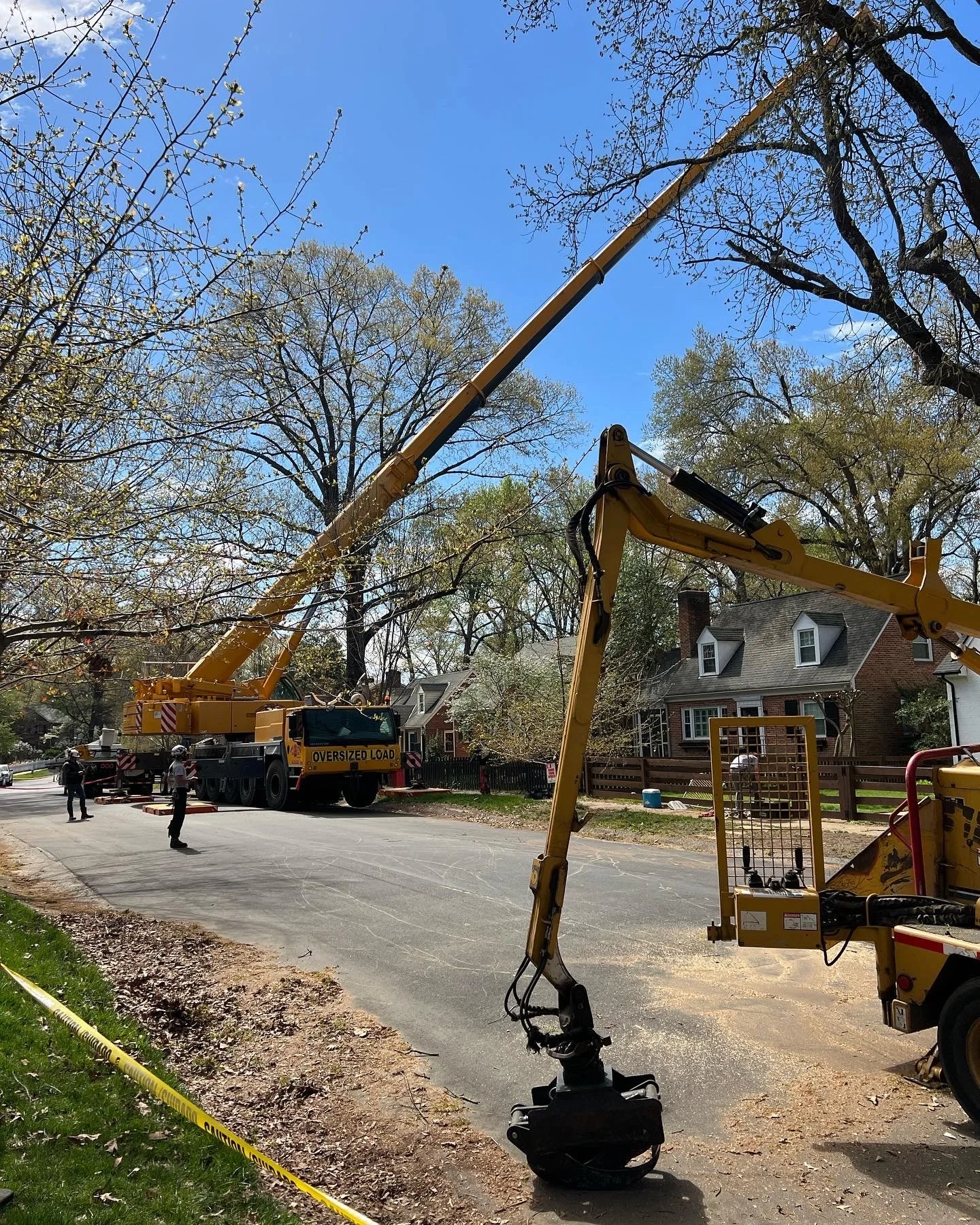 Commonwealth Tree Care gallery 6