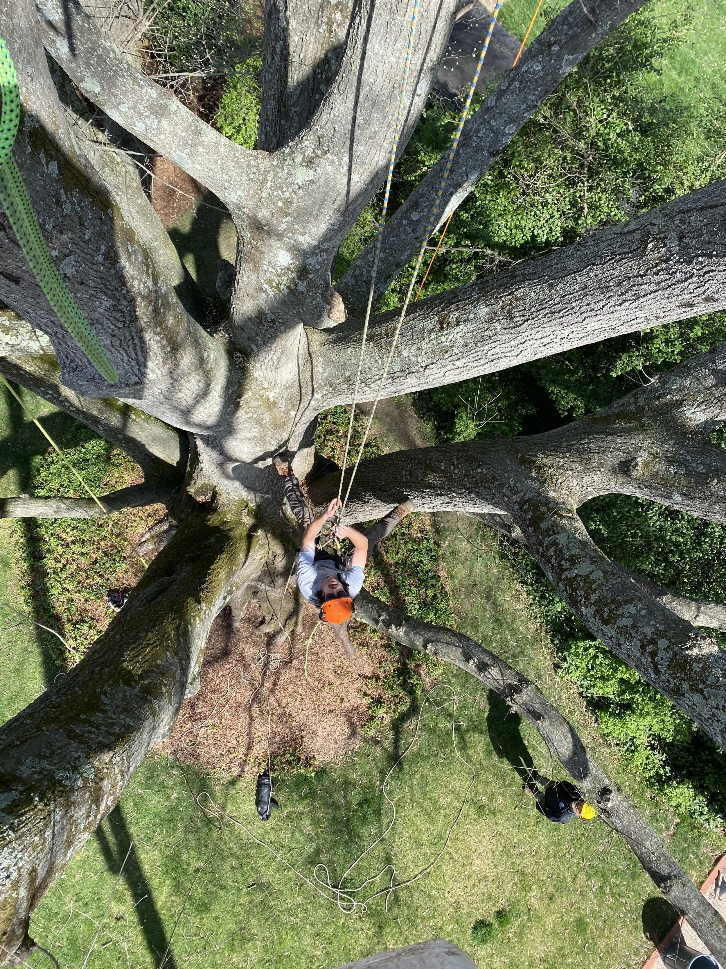 Commonwealth Tree Care gallery 5