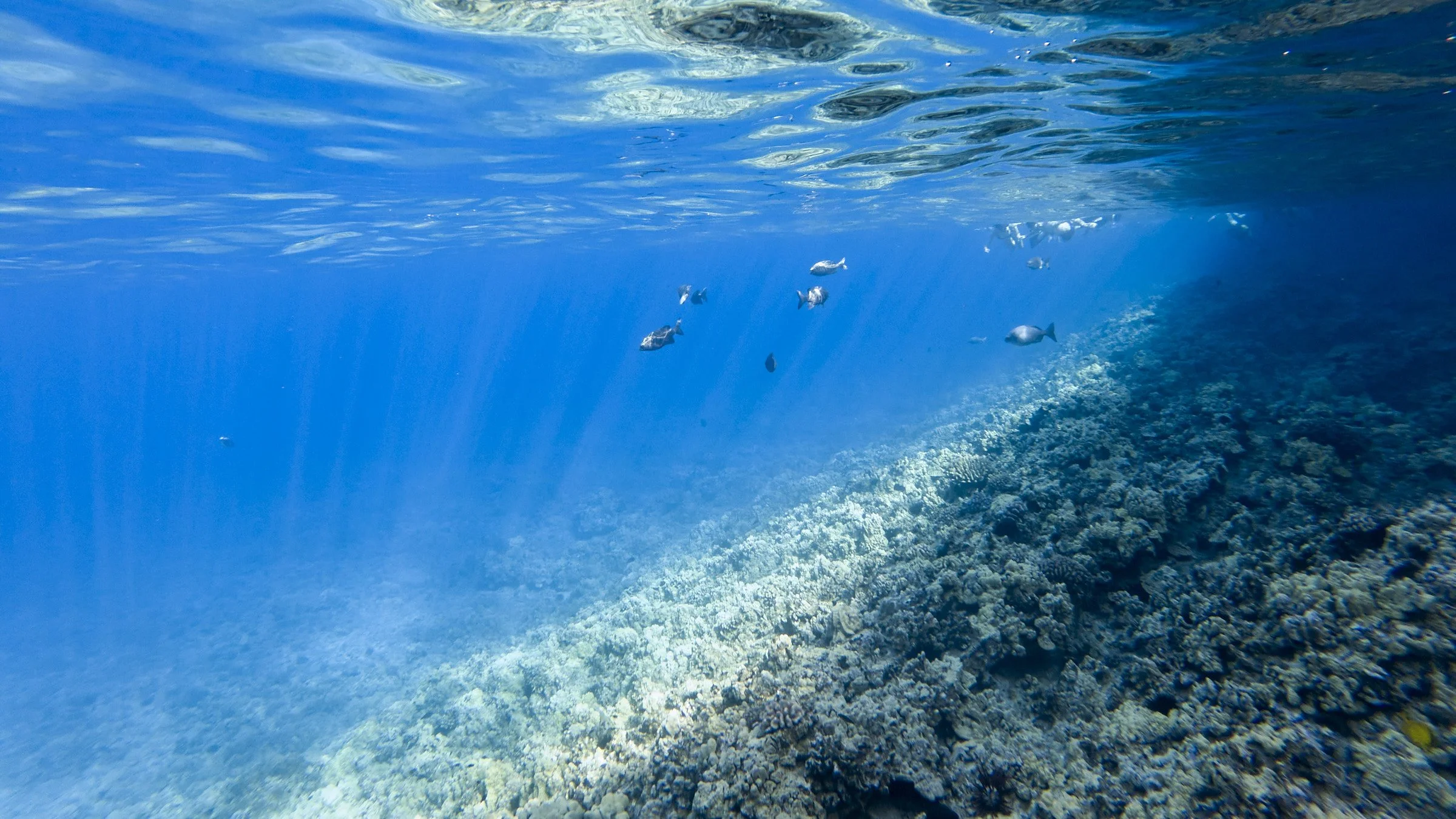 Snorkeling with Maui Snorkel Tours - Hawaii - 005.jpg