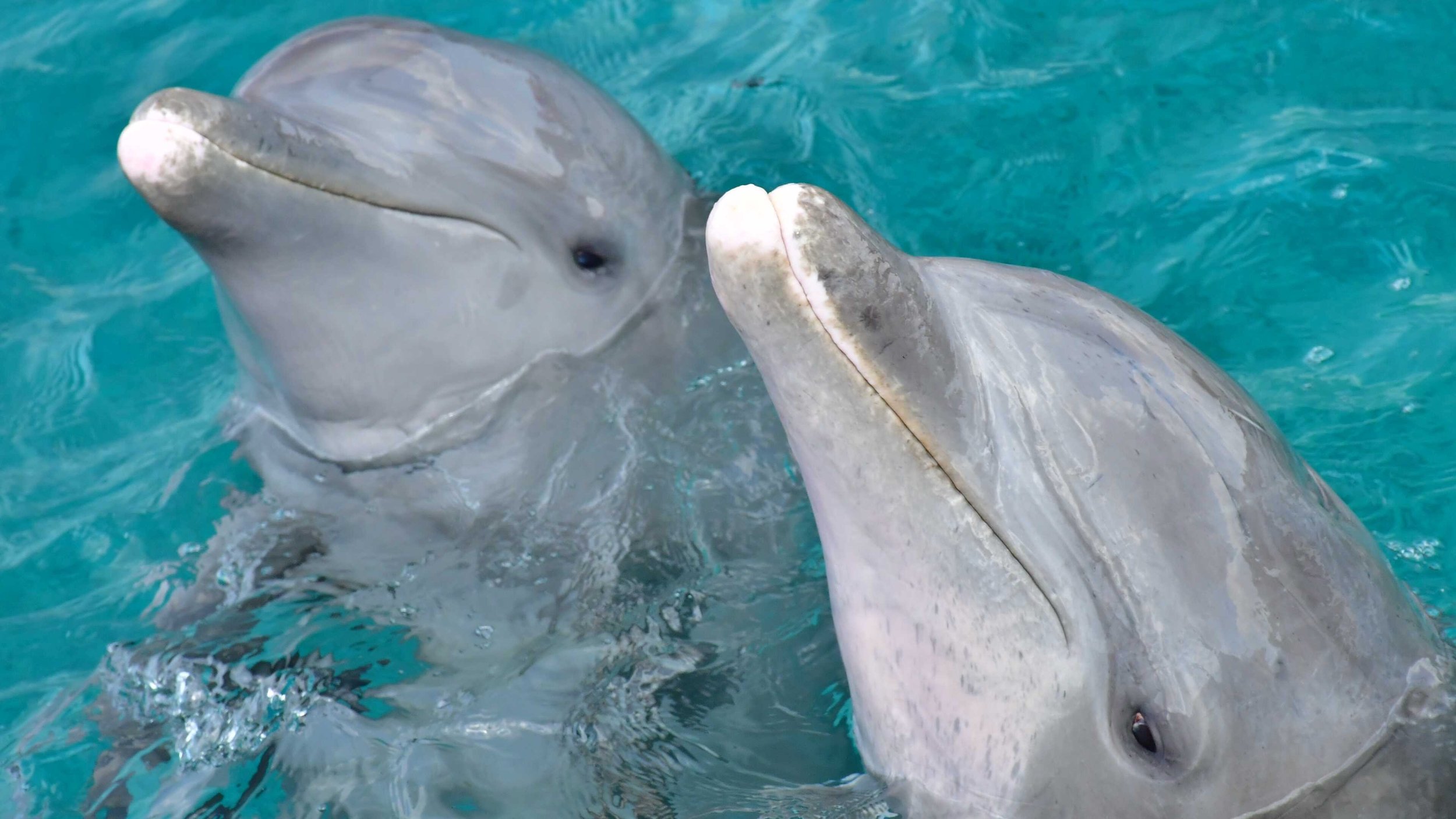 📸 Dolphin Encounter at Chankanaab Beach Adventure Park | Cozumel, Mexico