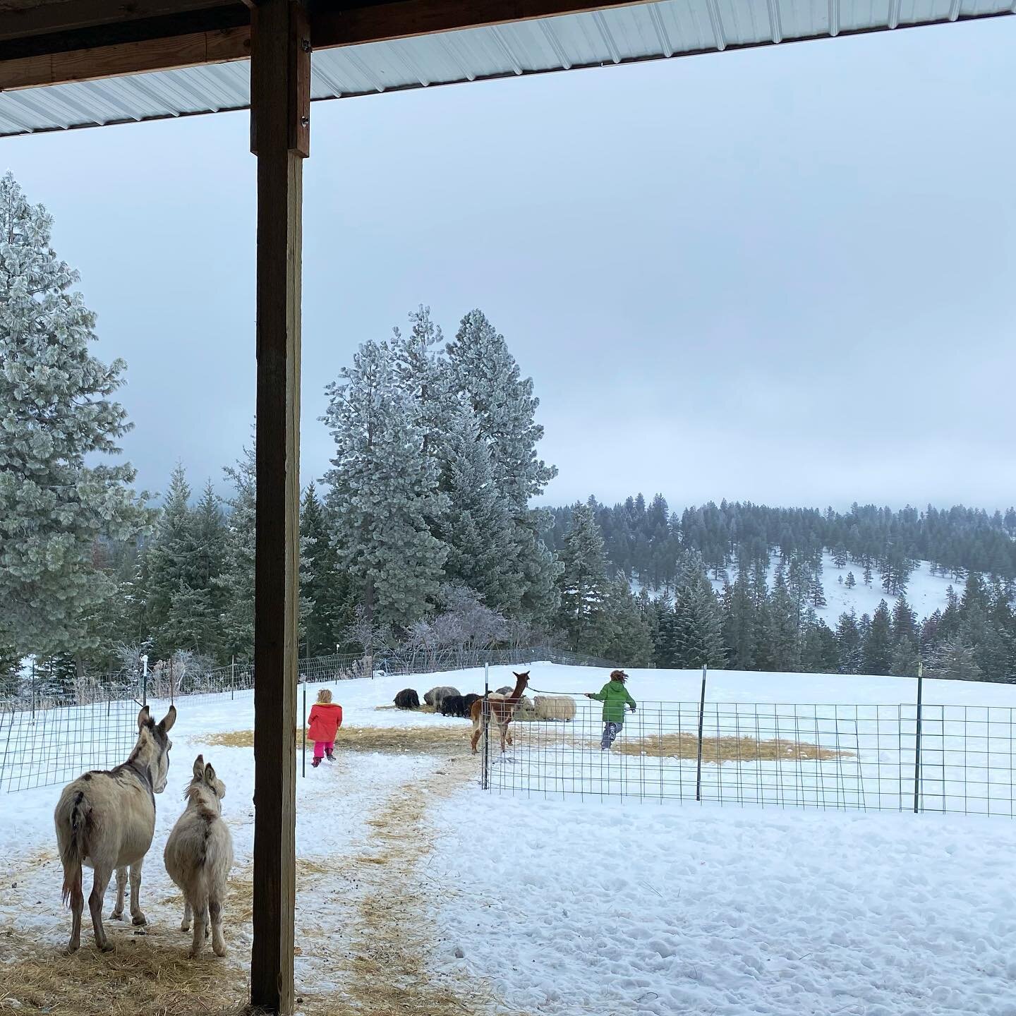 Everett stated he wished it was summer again. This wasn&rsquo;t because he hates the snow, quiet the opposite. We are watching a farm documentary (To which we belong), and he is excited to farm. More than that he&rsquo;s excited to heal the earth and