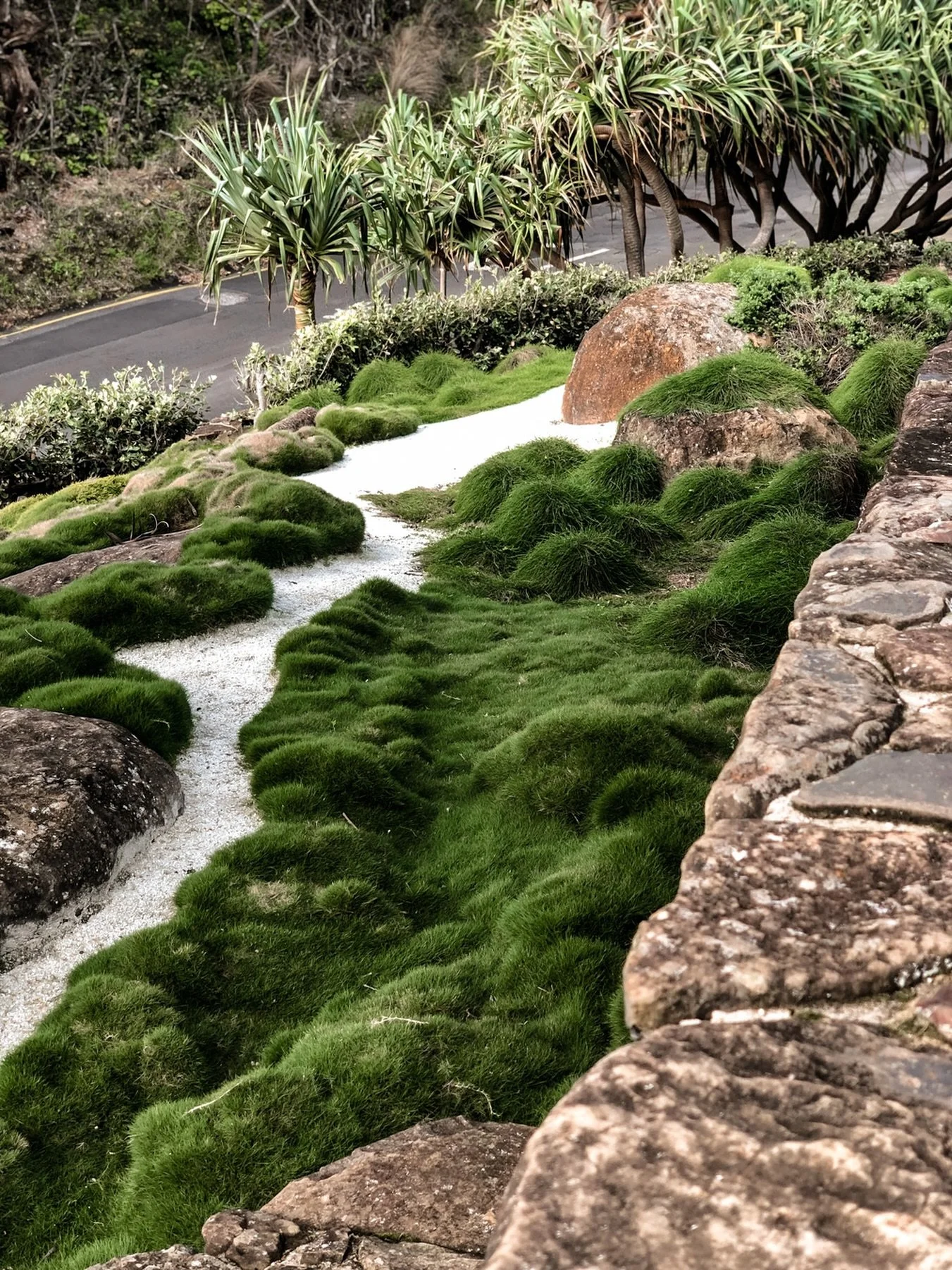 Proof that a ground cover can steal the show. 🌿
Temple Grass (Zoysia tenuifolia) doing its thing - soft, sculptural, and ridiculously satisfying to look at. 
Zoysia is a no mow, dense, undulating ground cover that thrives in well drained soil and