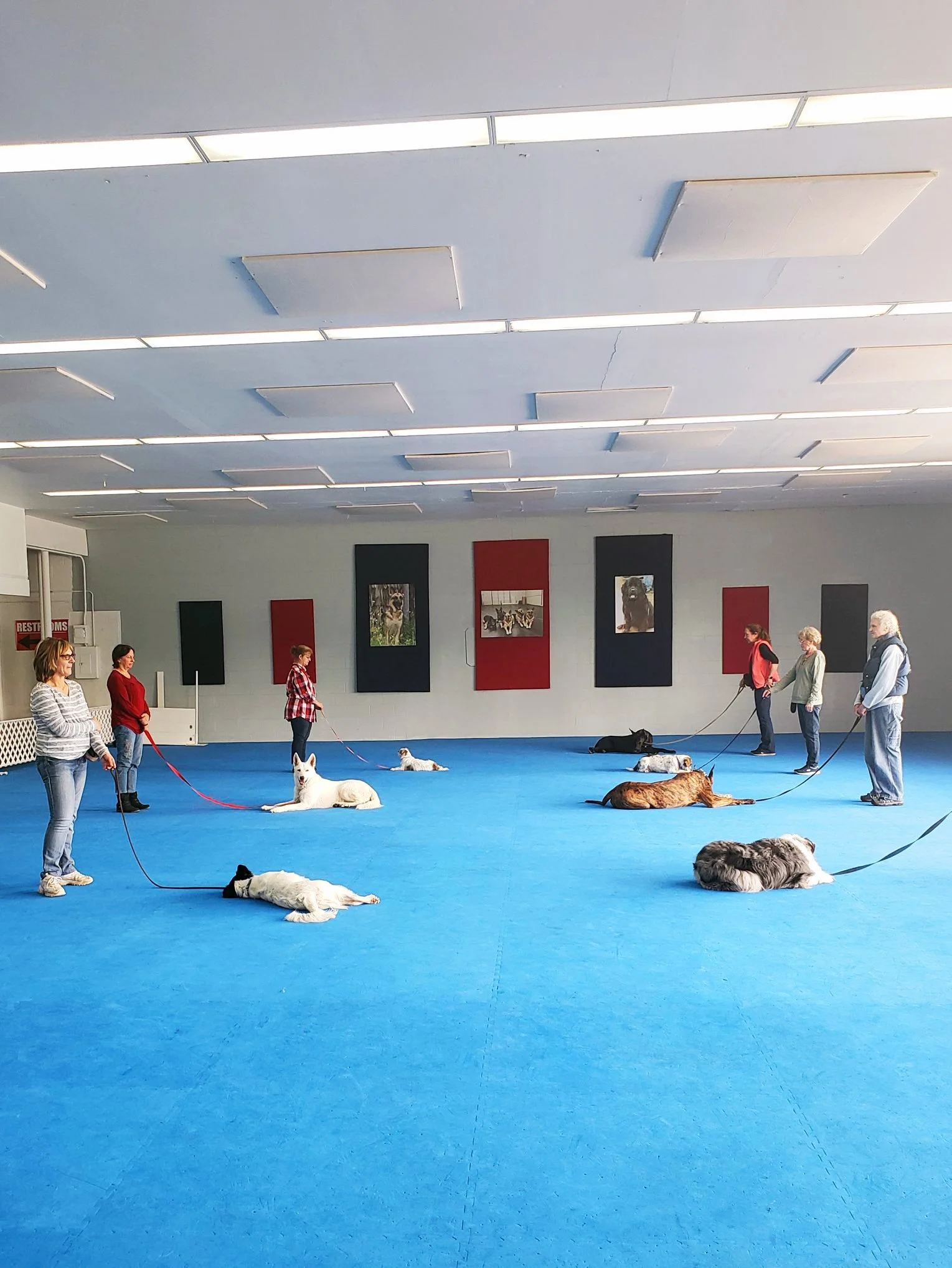 Intermediate Obedience