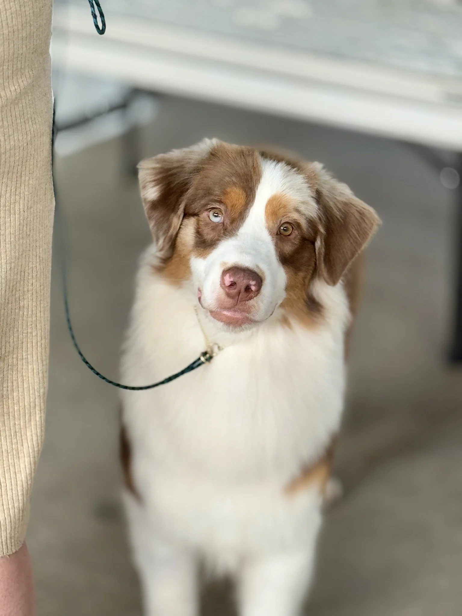 Two All Breed Dog Shows, Jr. Showmanship, Obedience Trials &amp; Rally Trials