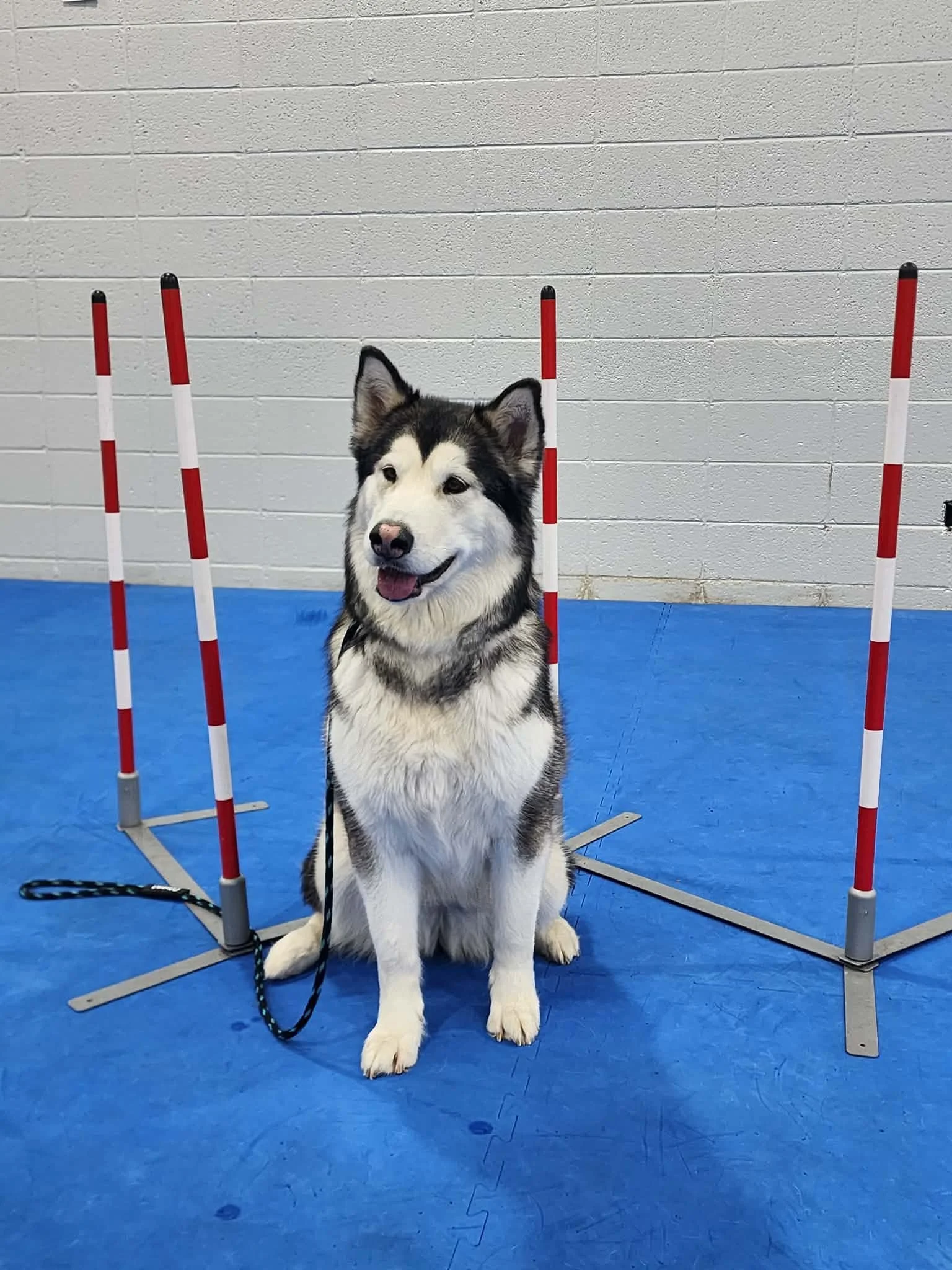 Agility 3: Skills, Handling &amp; Sequencing