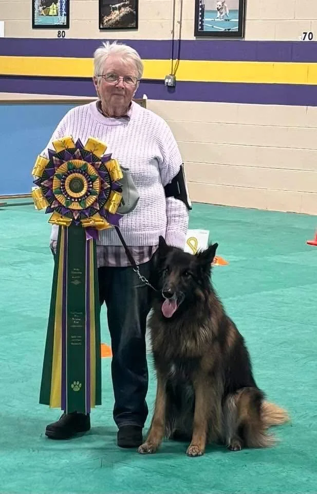 An elderly woman standing beside a Belgian Malinois dog at a dog competition. The woman is holding large yellow, purple, and green ribbons with the dog's leash. The setting appears to be indoors with a green floor and wall decorated with framed pictures of dogs.