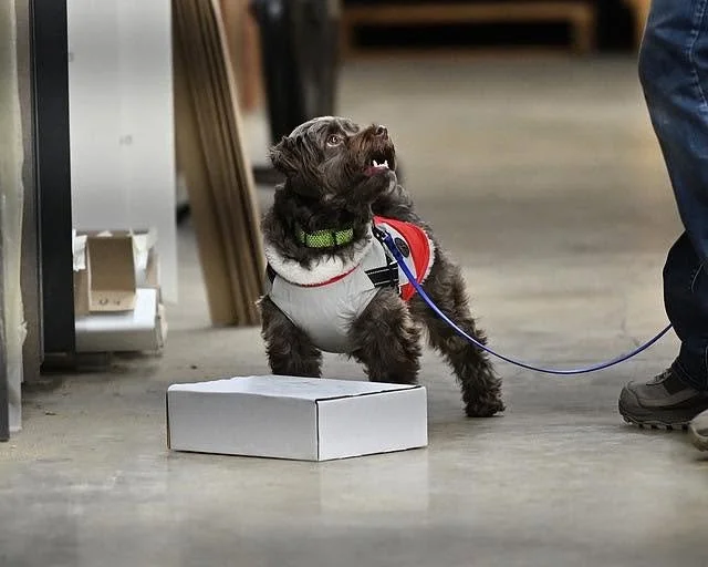 Intro to Scent Work
