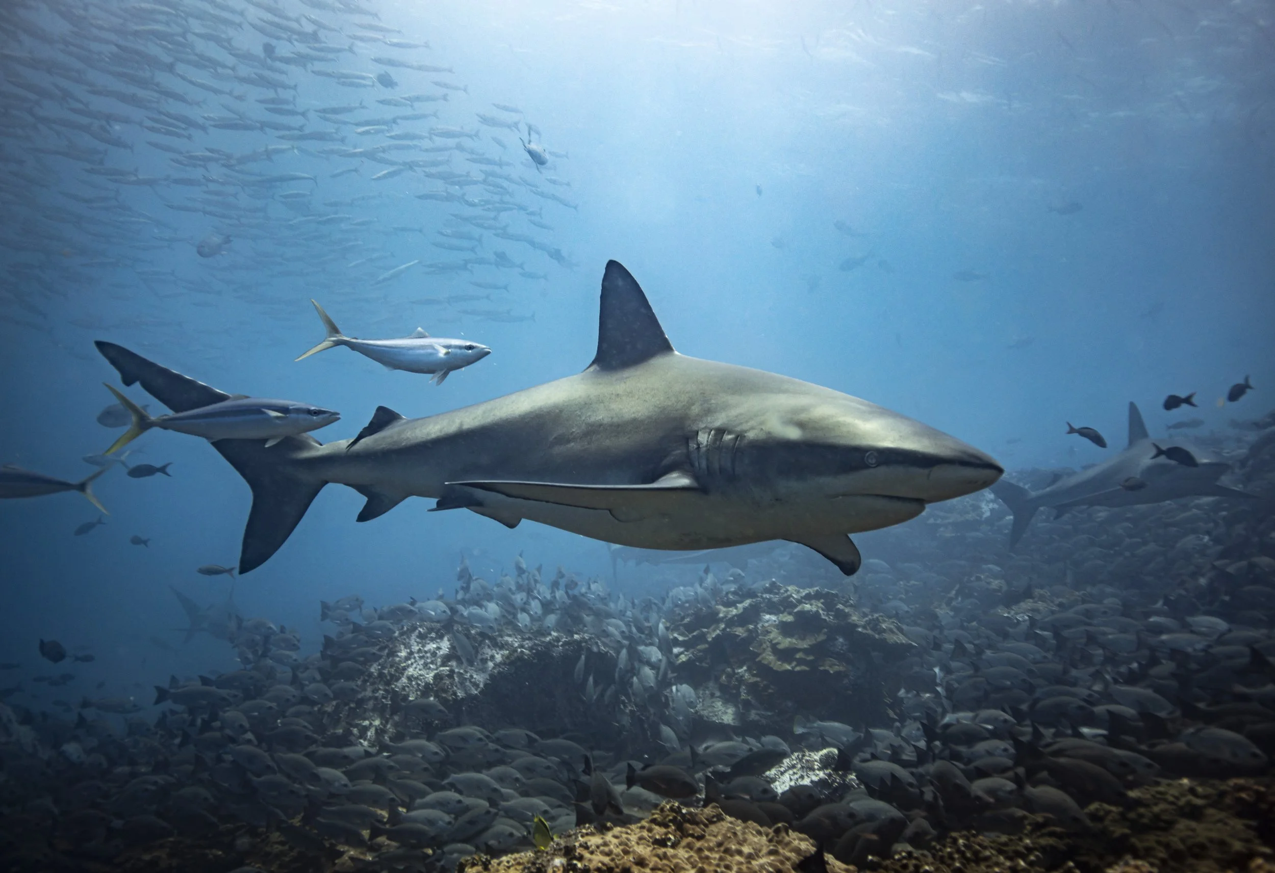 PPI_MB MALPELO_23CD_0068.jpg