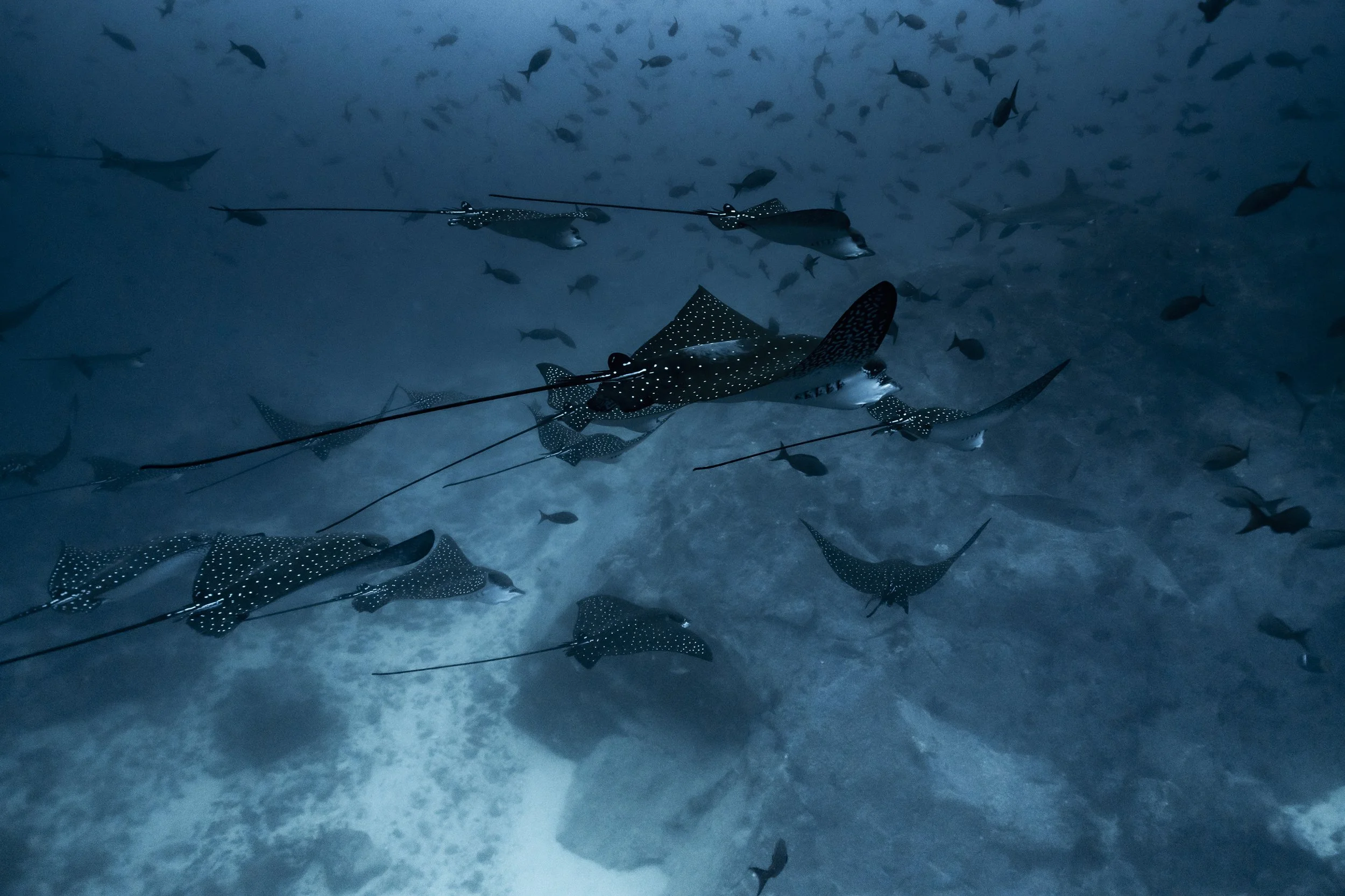 PPI_MB MALPELO_23CD_0092.jpg