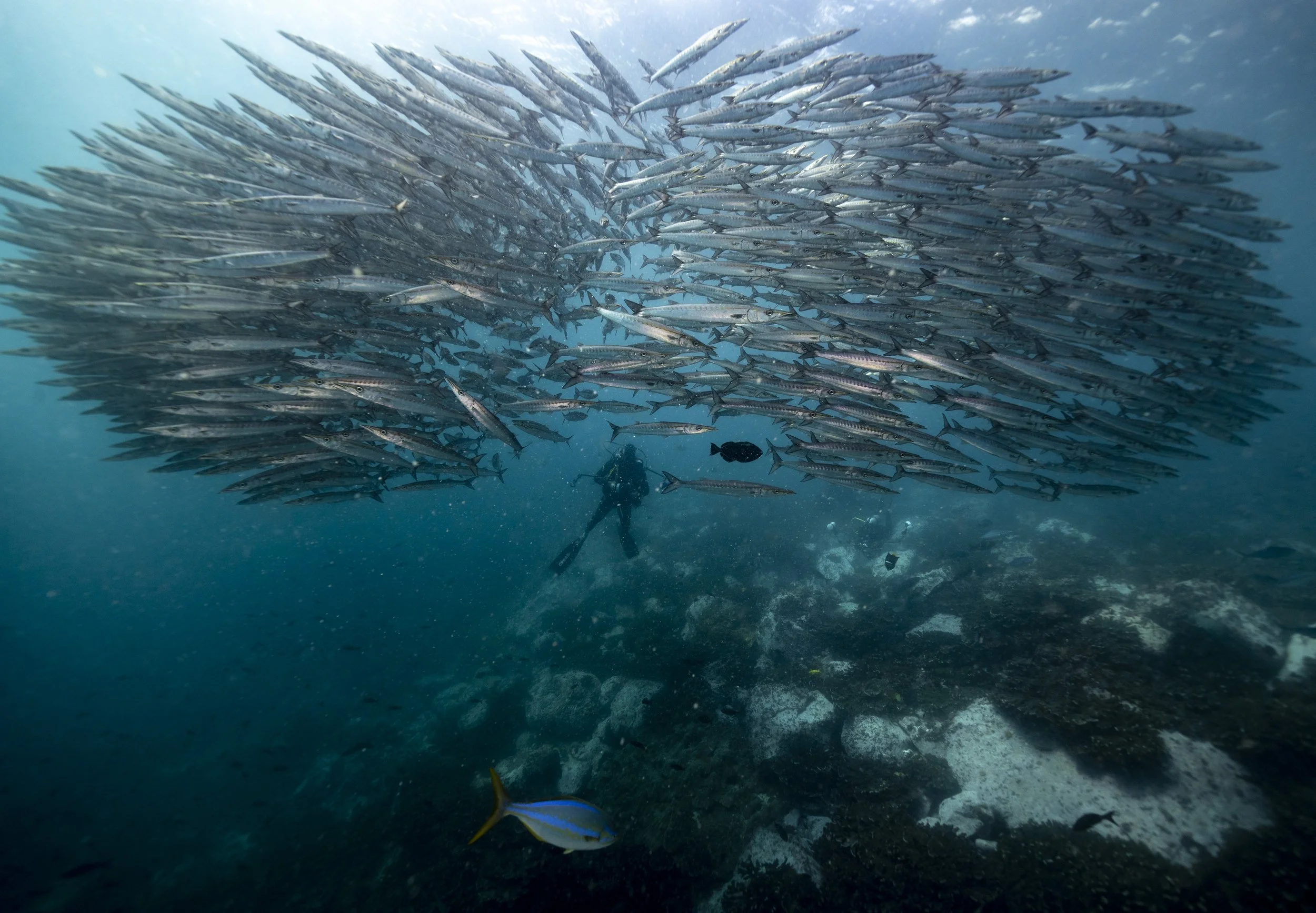 PPI_MB MALPELO_23CD_0135.jpg