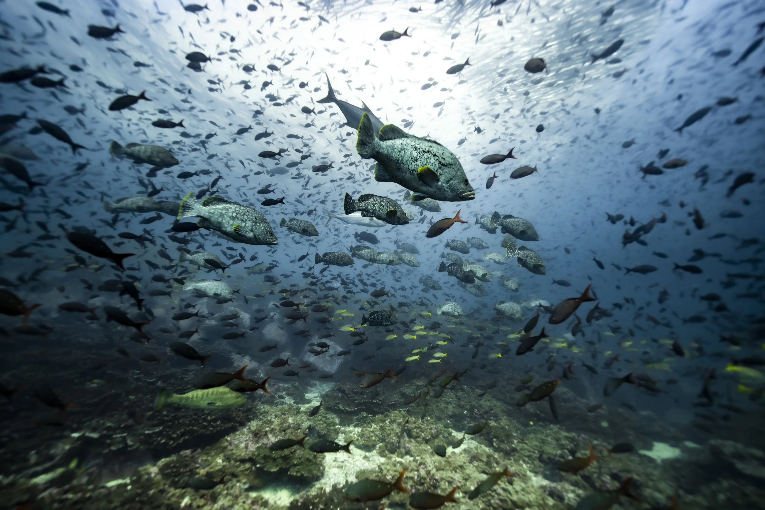 PPI_MB MALPELO_23CD_0141.jpg