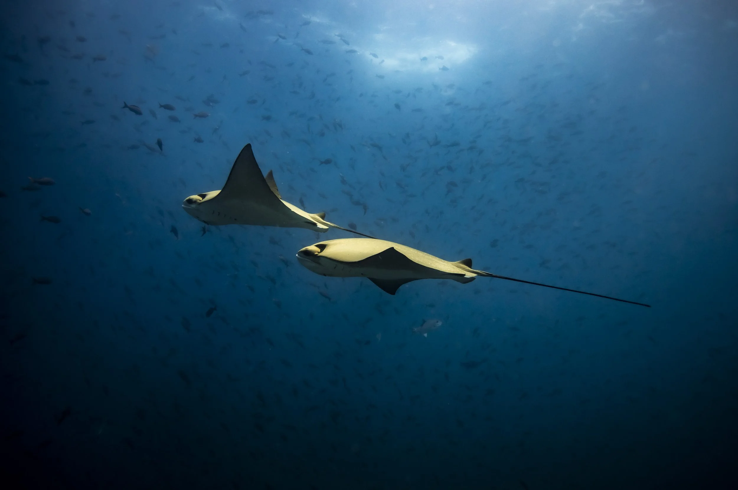 PPI_MB MALPELO_23CD_0047.jpg
