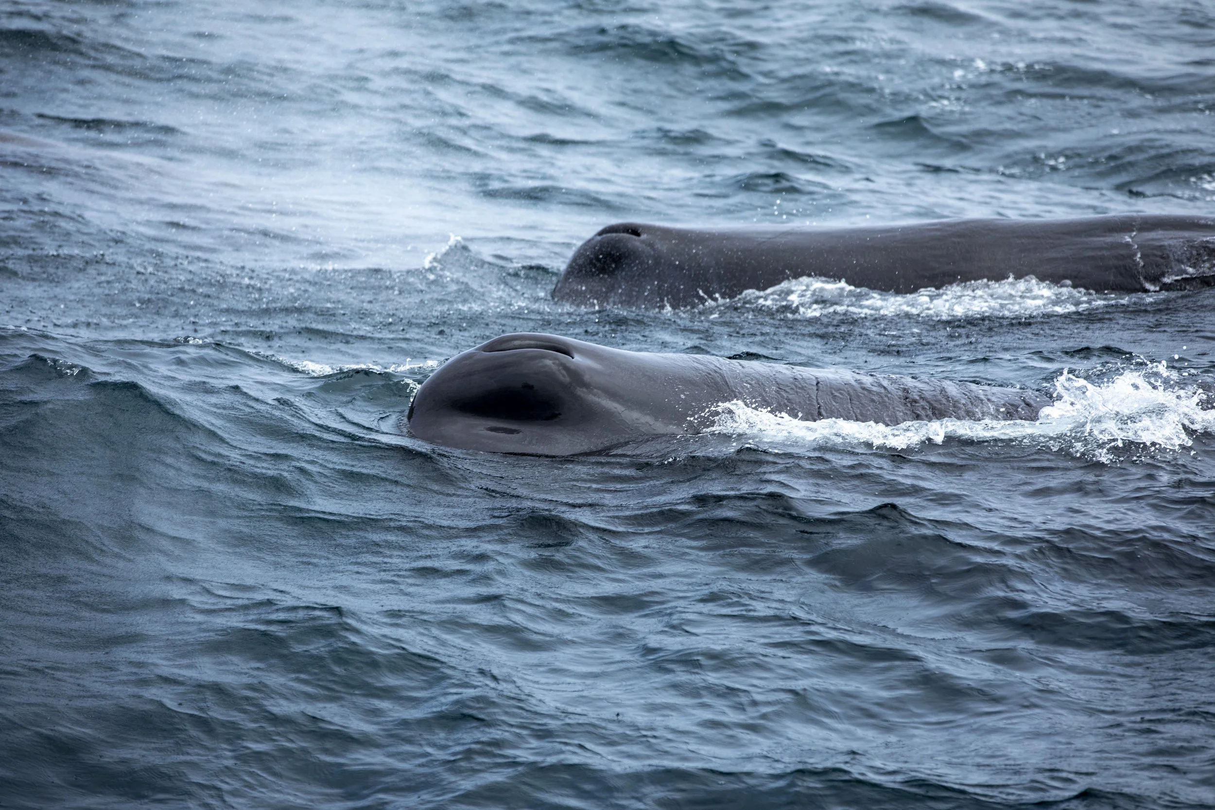 PPI_MB MALPELO_23CD_0074.jpg