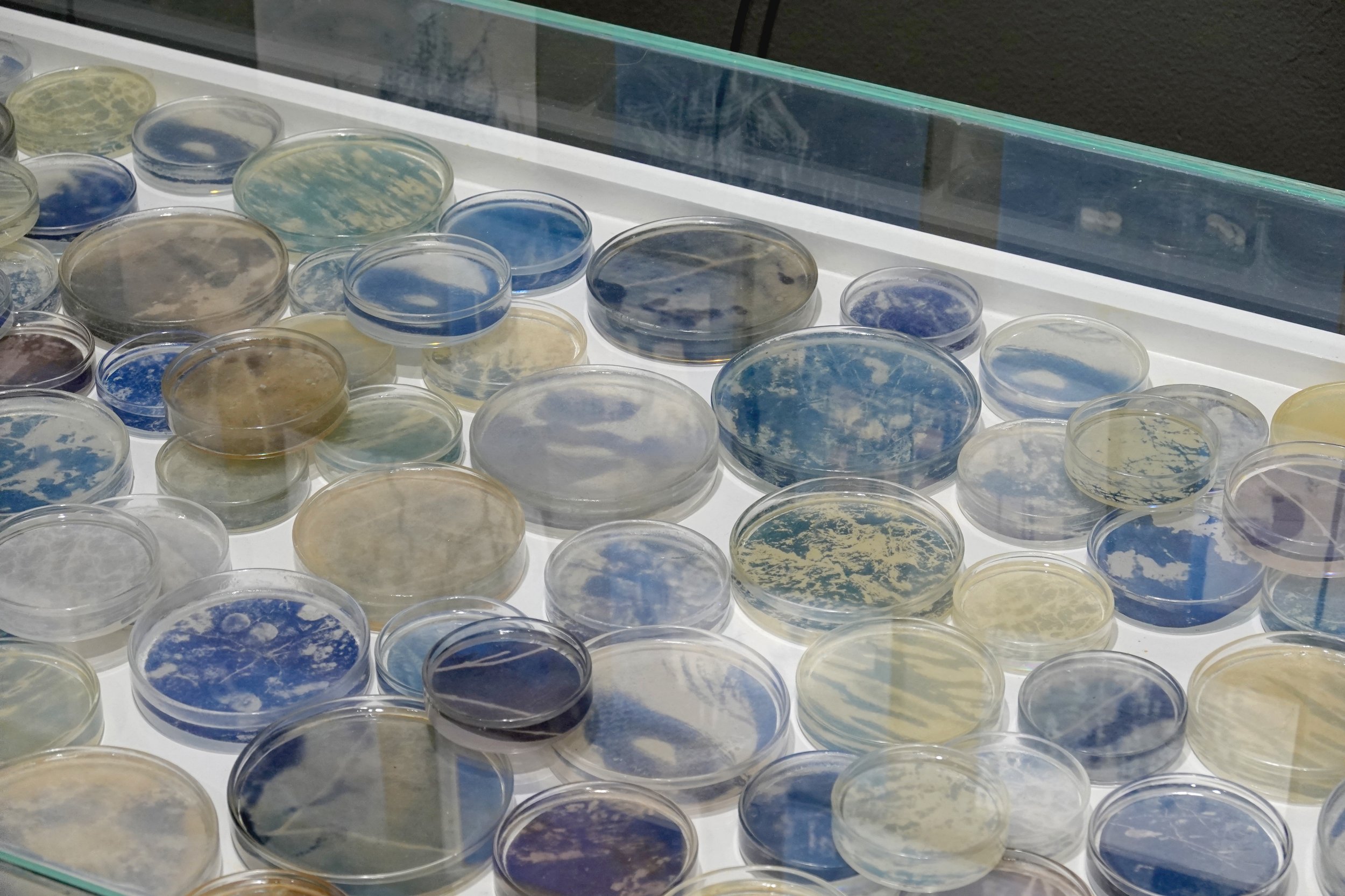 Sanchez, Eunice, Daigdig, Cyanotype print on paper, resin, glass, and wood, Variable, 2023, Photo courtesy of West Gallery