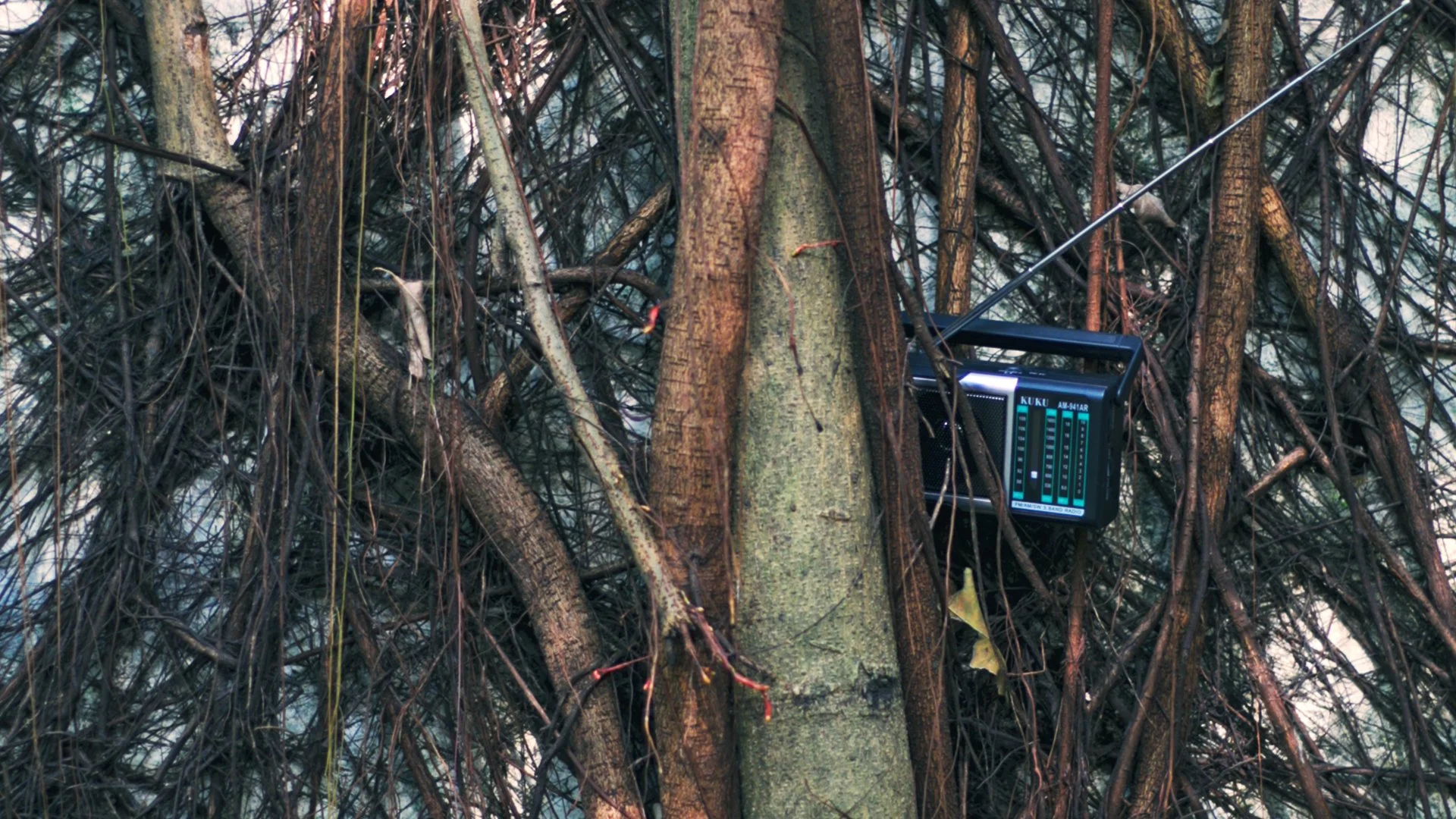 All the Light We Cannot See