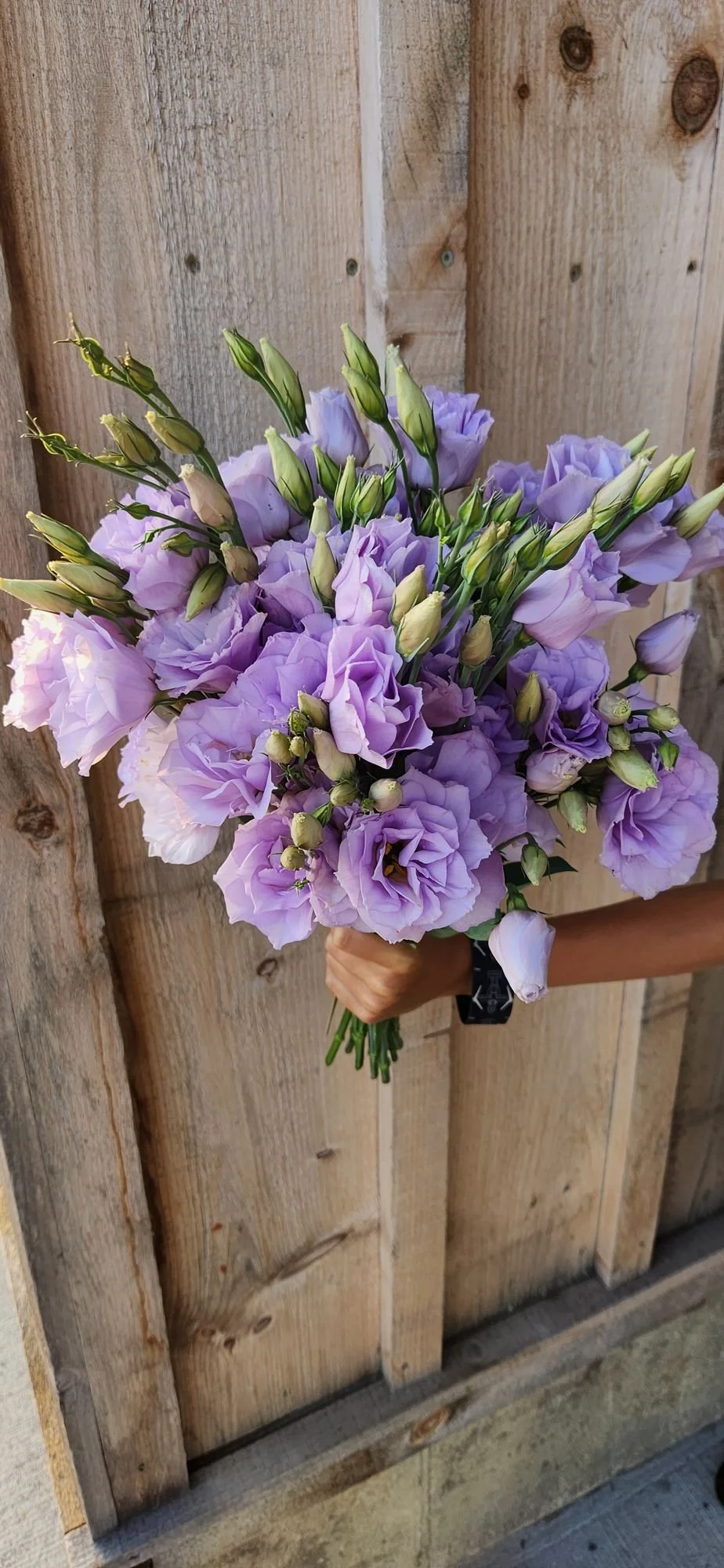 Lisianthus "Lavender" 6 pack
