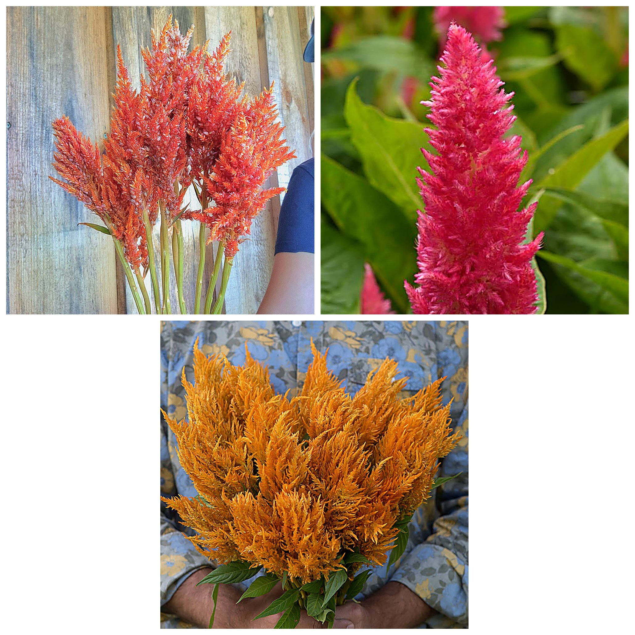 Celosia "Peachy Keen Mix" 6 pack cut flower plants