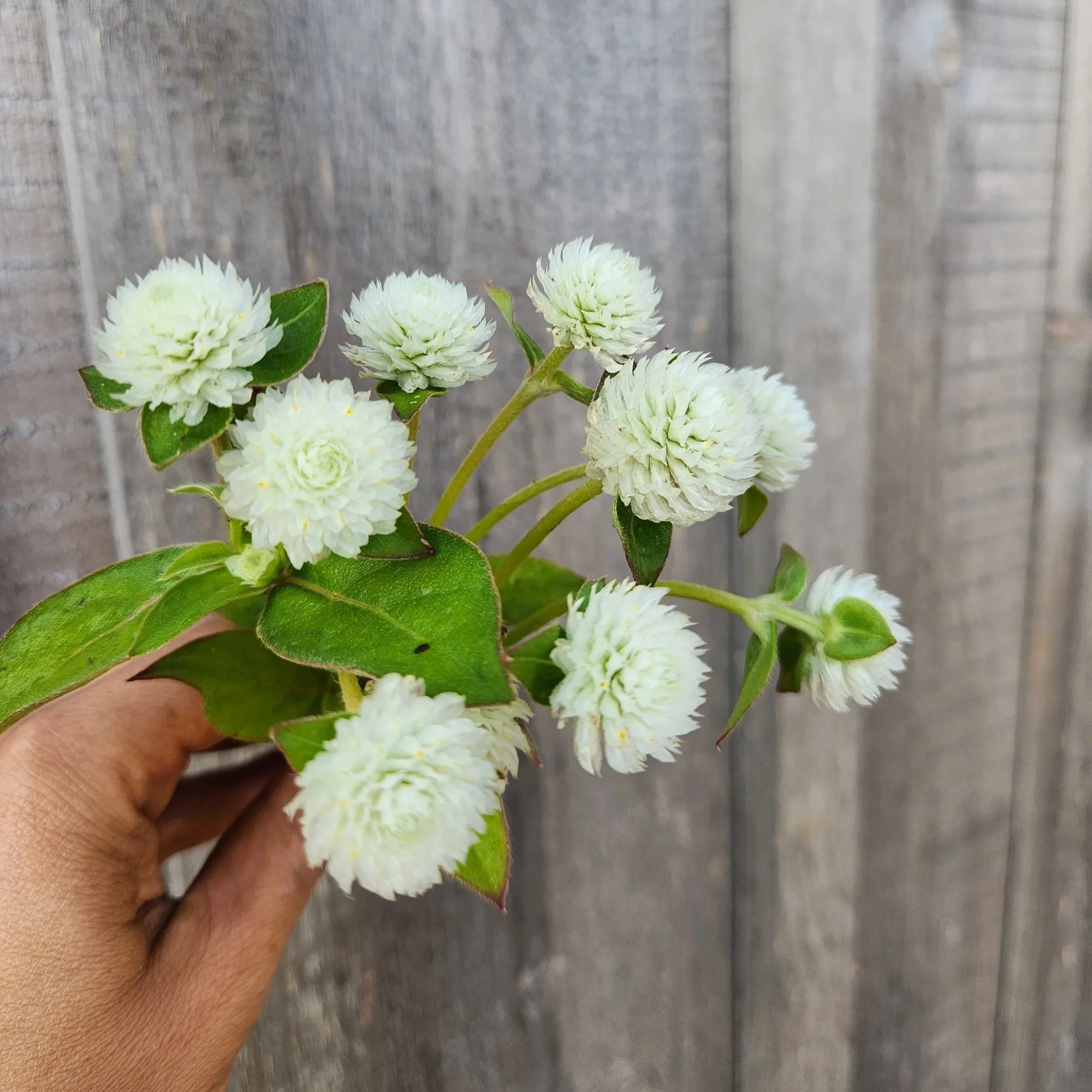 Gomphrena Audrey White - small white balls with a spikey appearance