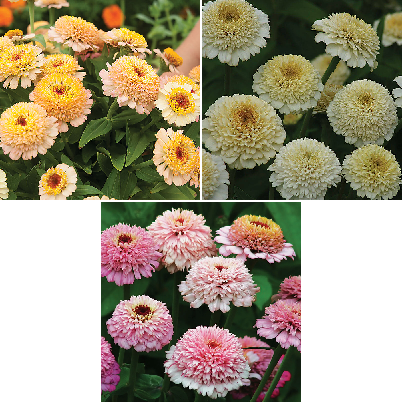Zinnia "Zinderella Mix" 6 pack