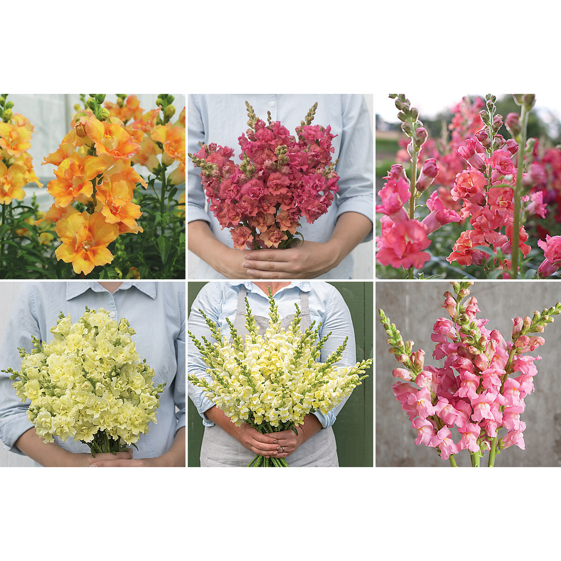 Snapdragons "Peachy Keen Mix" 6 pack