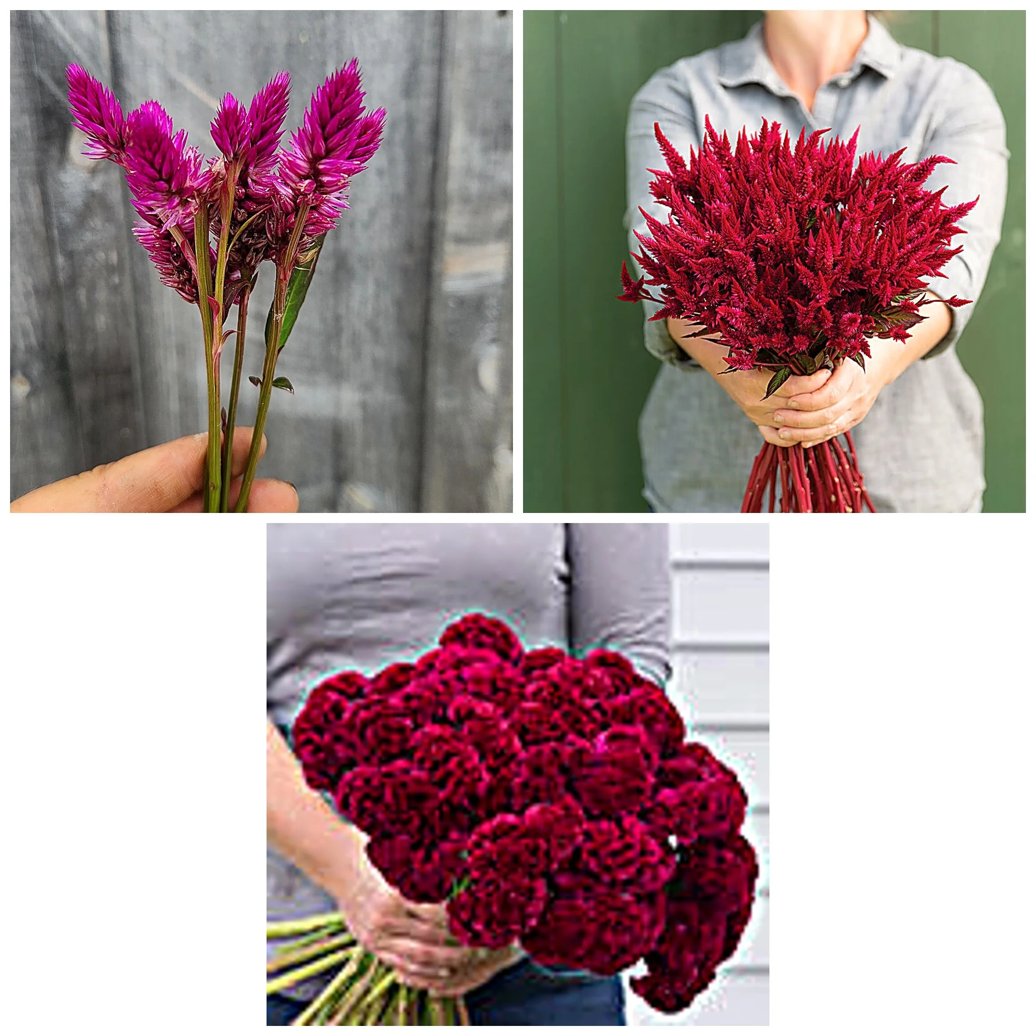 Celosia "Berry Tart" 6 pack cut flower plants