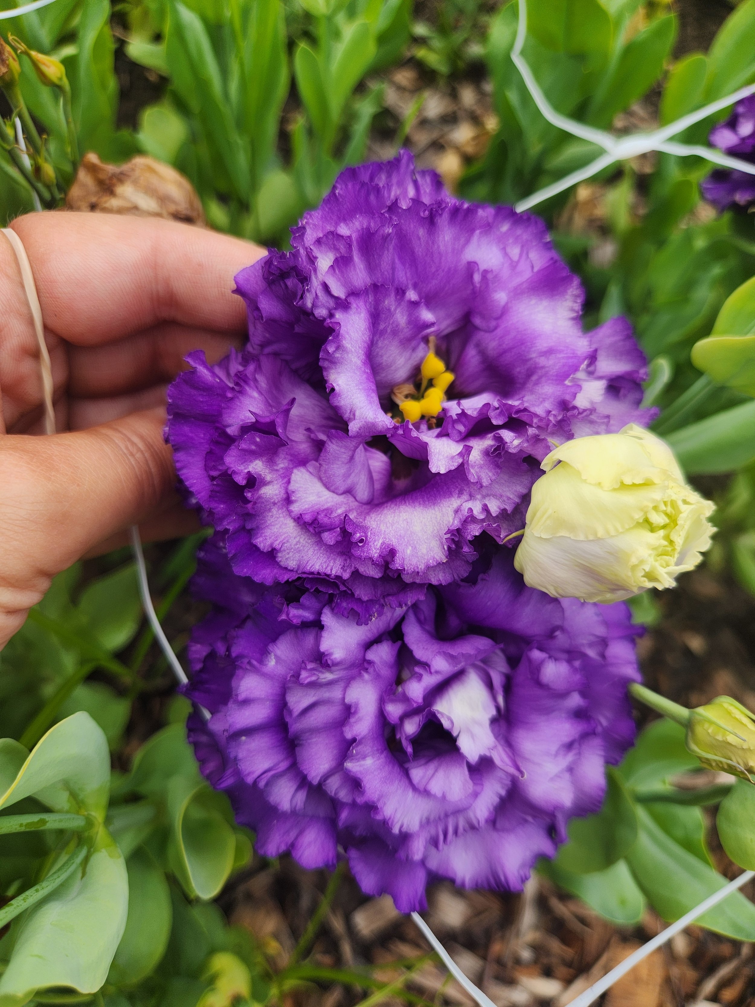Lisianthus Blue - deep, dark purple cut flower with lots of ruffles, resembles a rose.