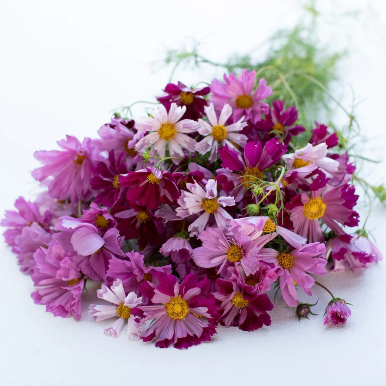 Cosmos "Seashell Mix" 6 pack