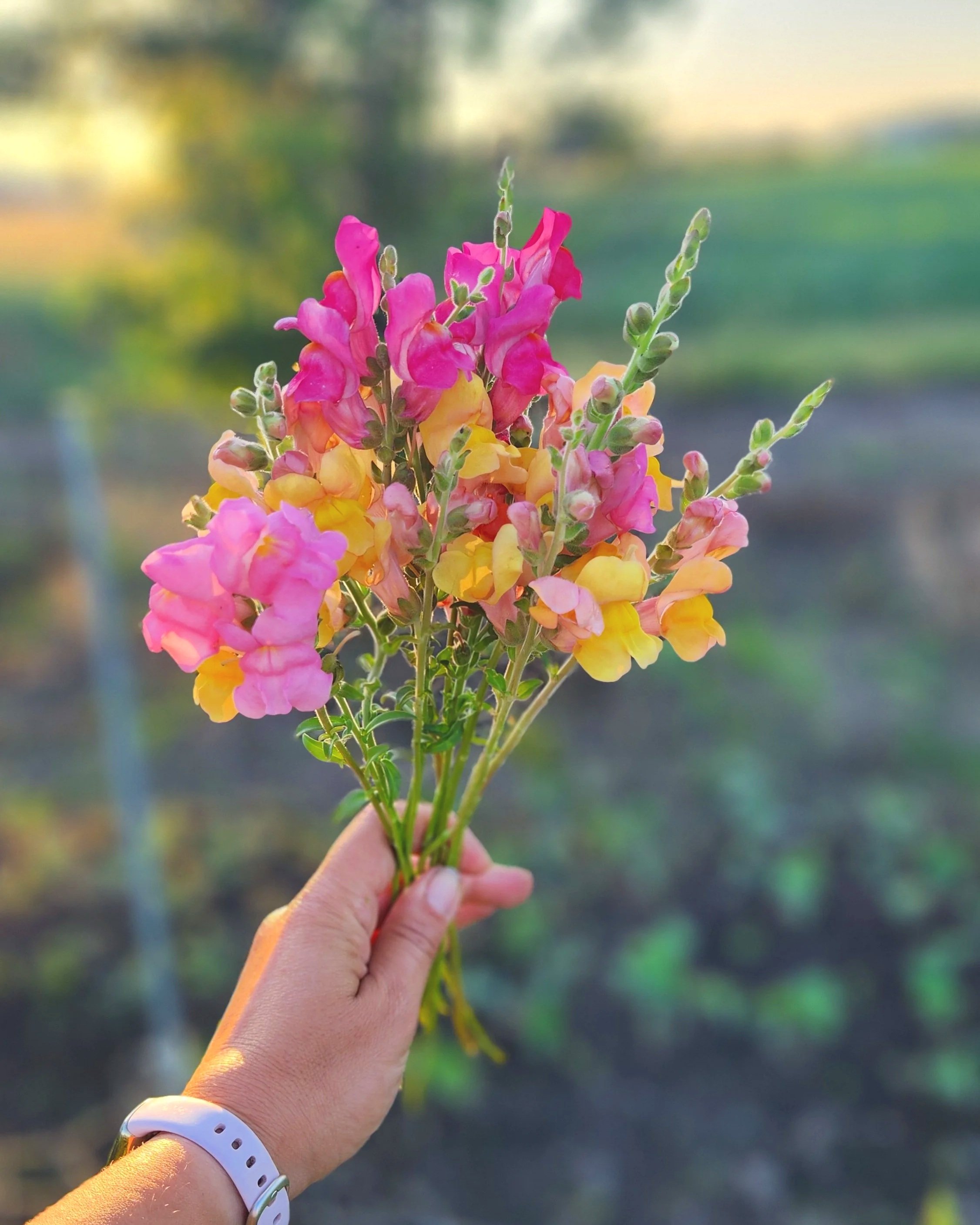 Snapdragons "Early Sunrise Mix" 6 pack