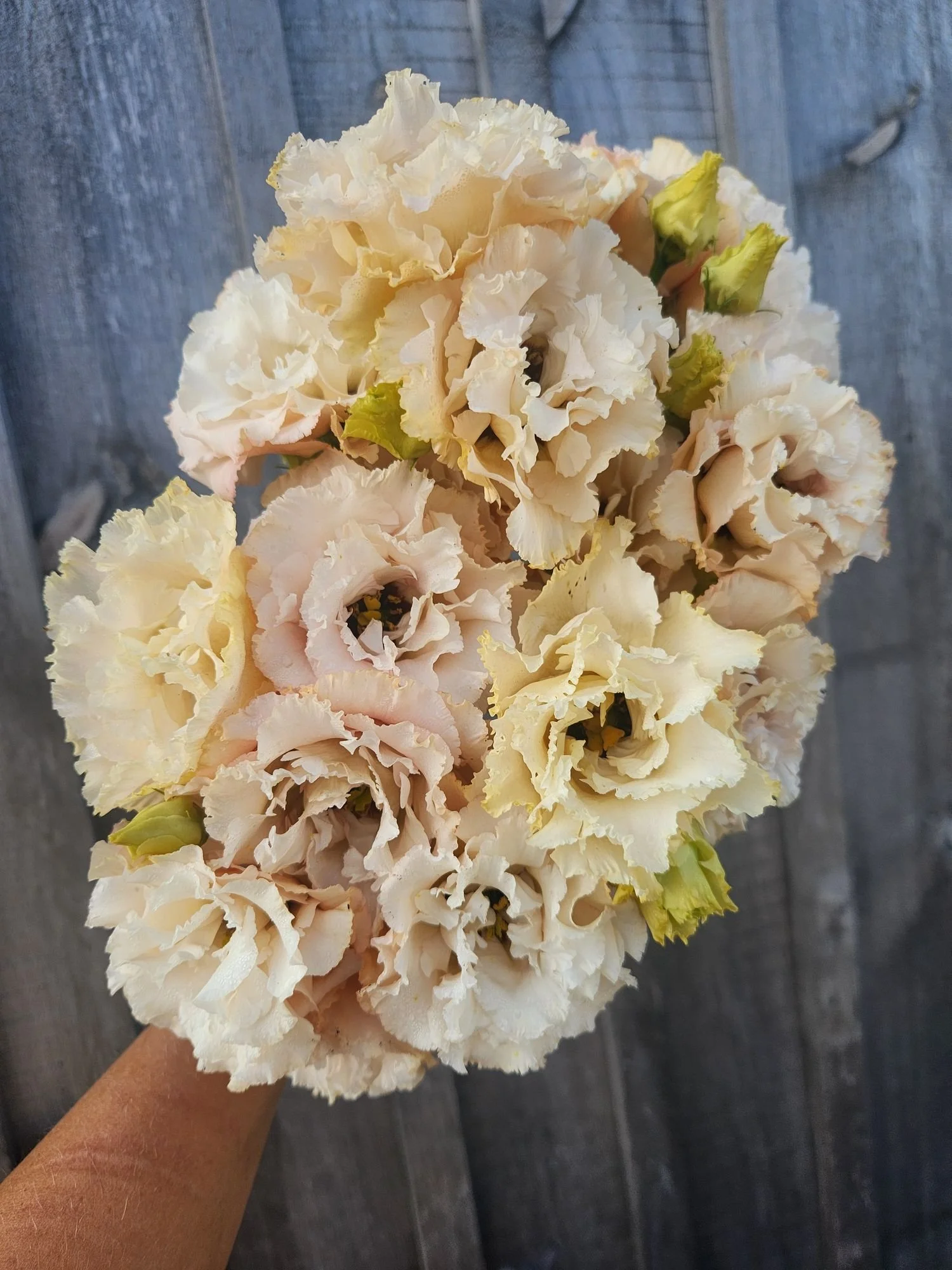 Lisianthus "Apricot" 6 pack