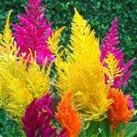 Celosia Pampas Plume.jpg