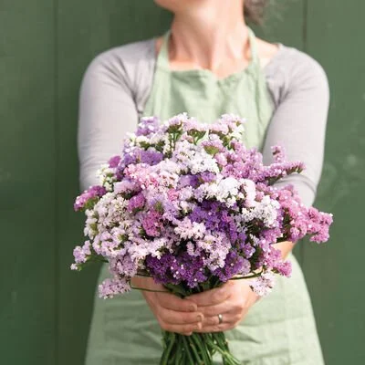 Statice Pastel Shades - 6 pack