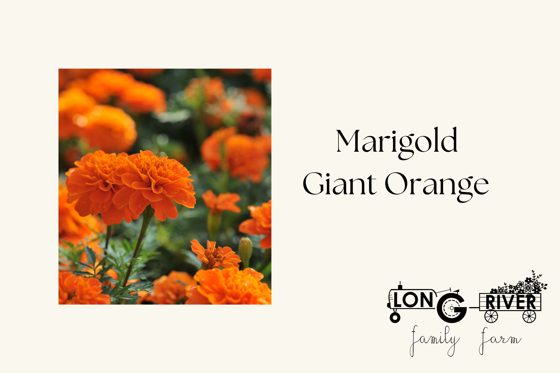 Marigold "Giant Orange" 6 pack