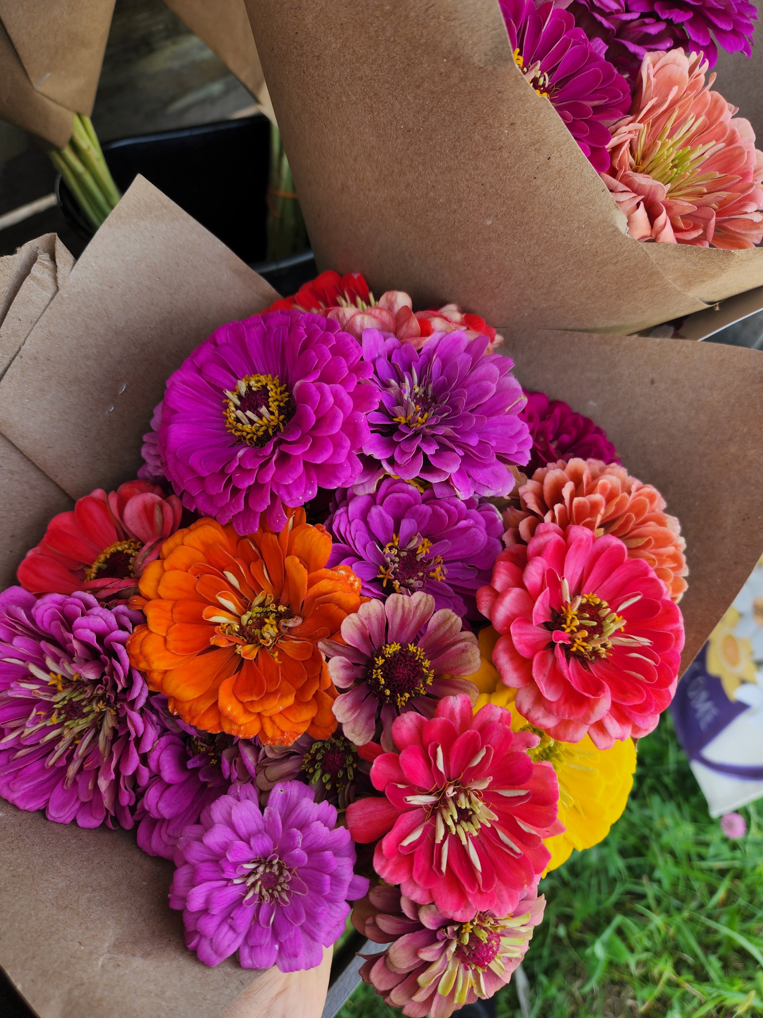 How to Grow: Zinnia