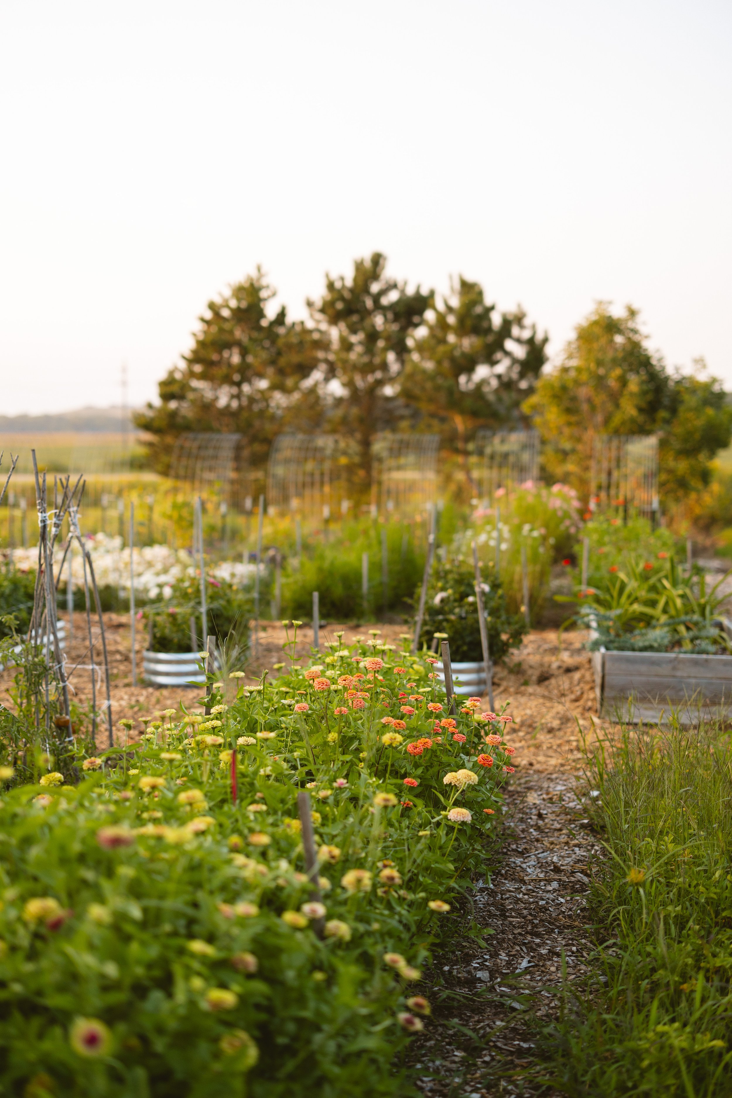Best Fall Flowers for the Cut Flower Garden
