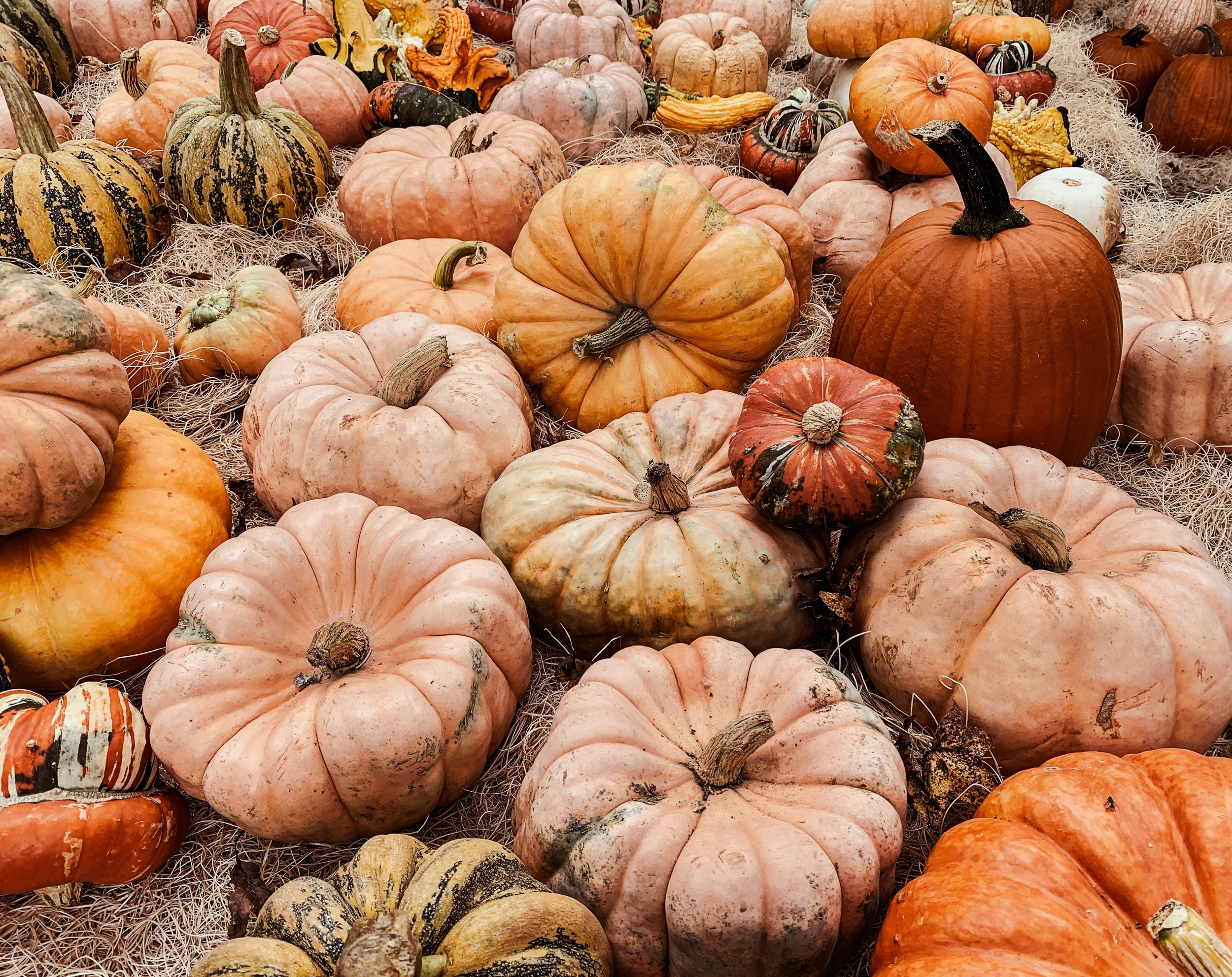 All The Pretty Pumpkins