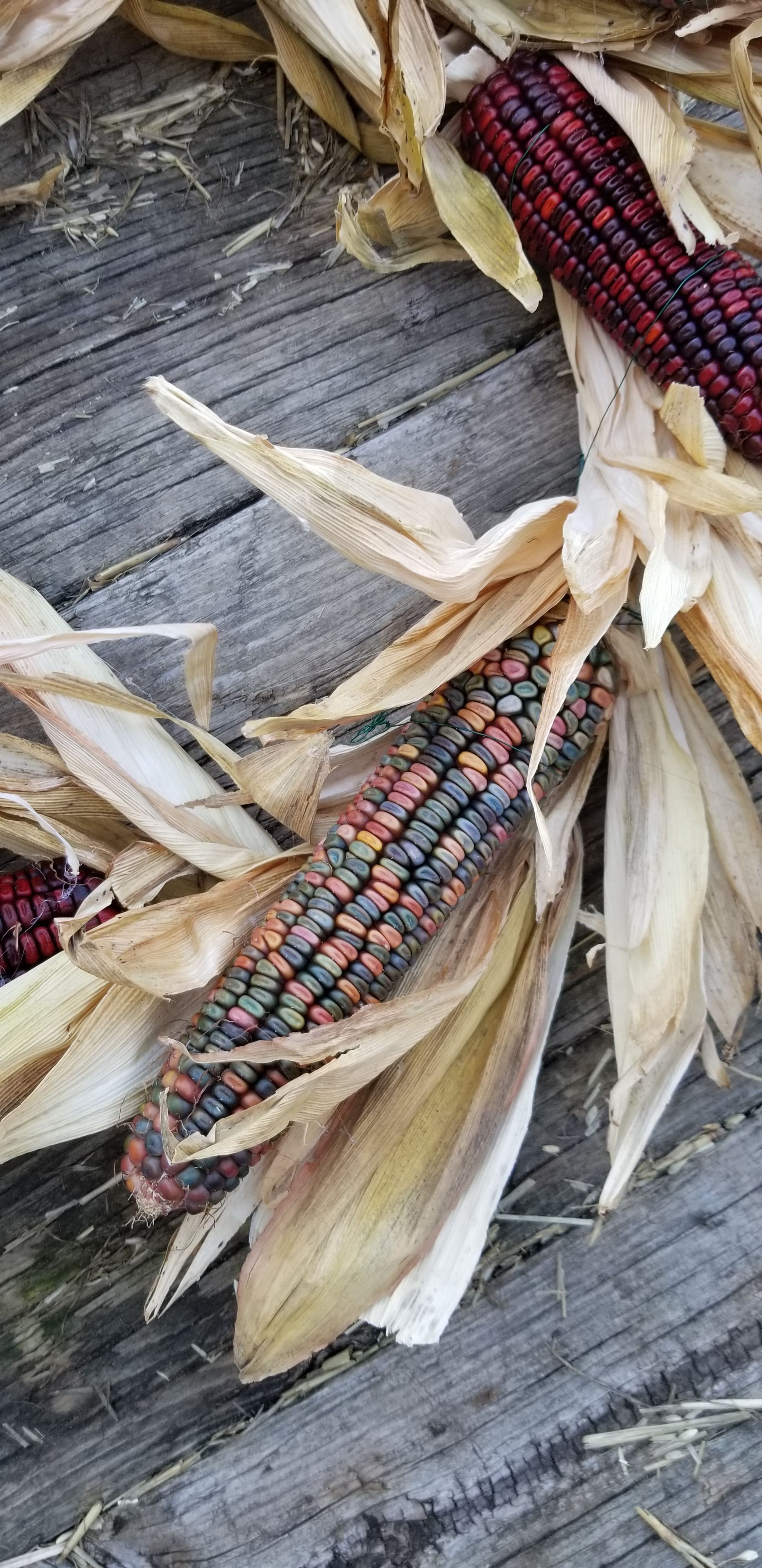 DIY Fall Indian Corn Wreath