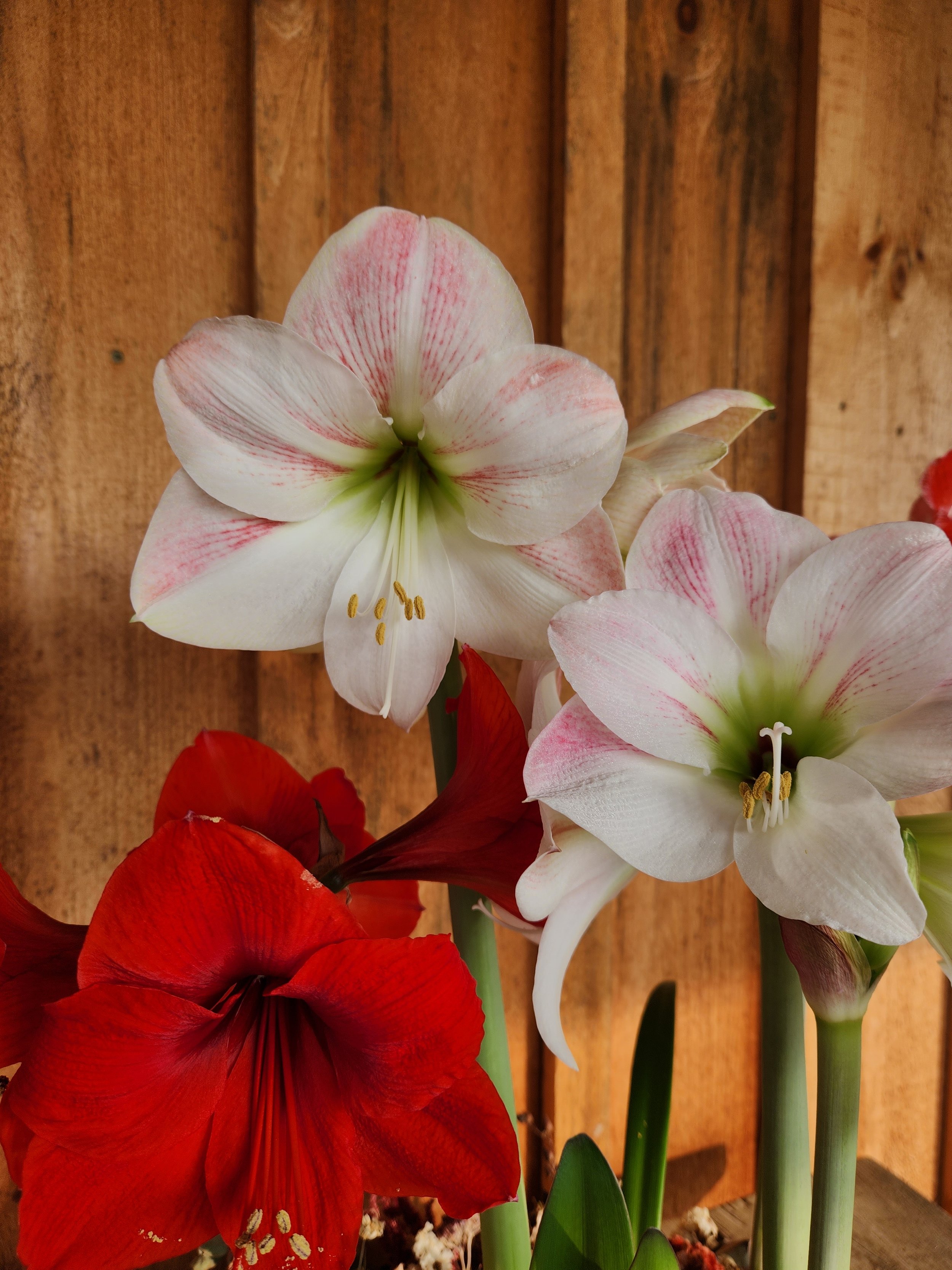 It’s the end of summer? What do I do with my Amaryllis now?