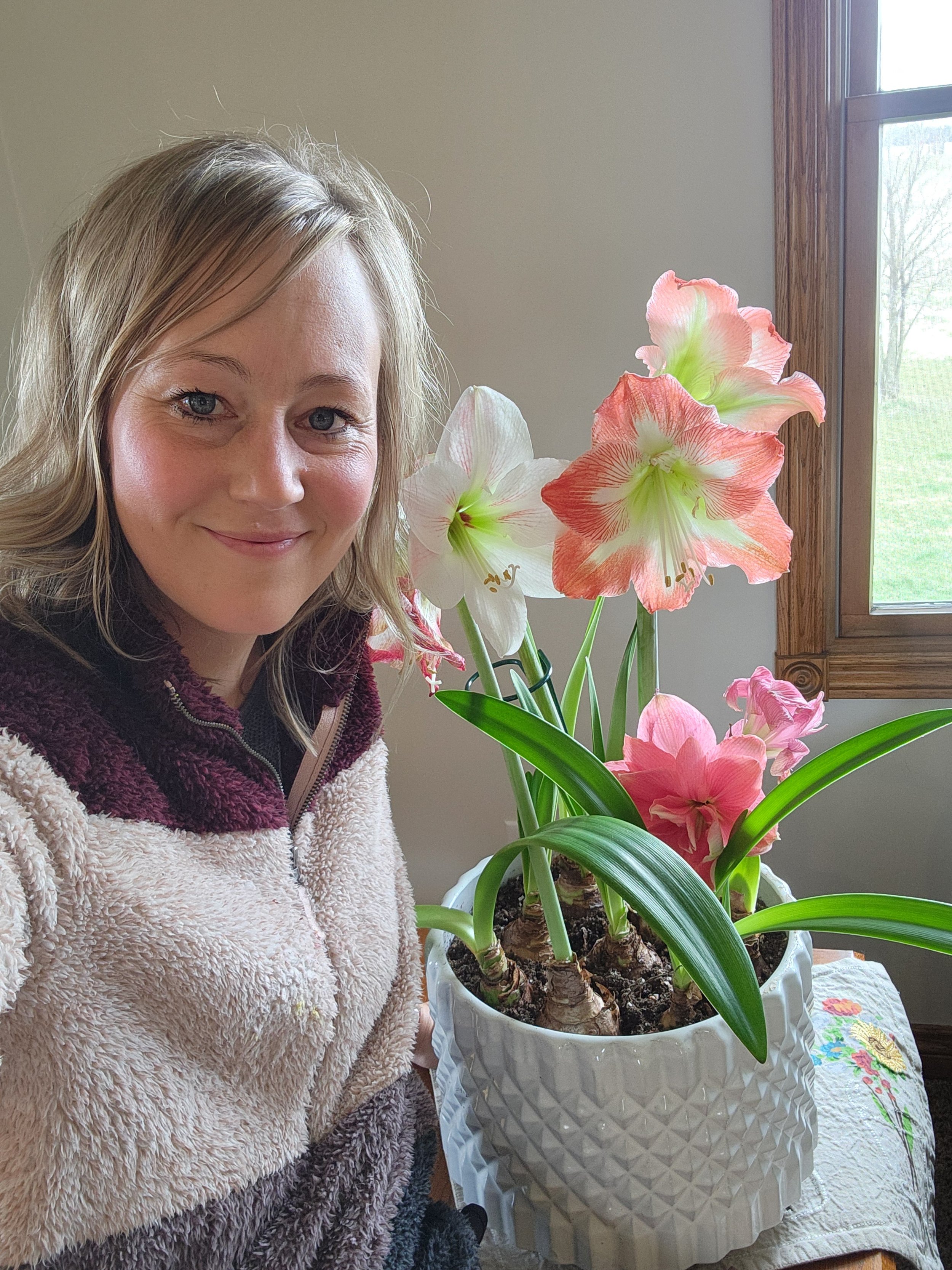 Forcing Amaryllis for Winter Blooms