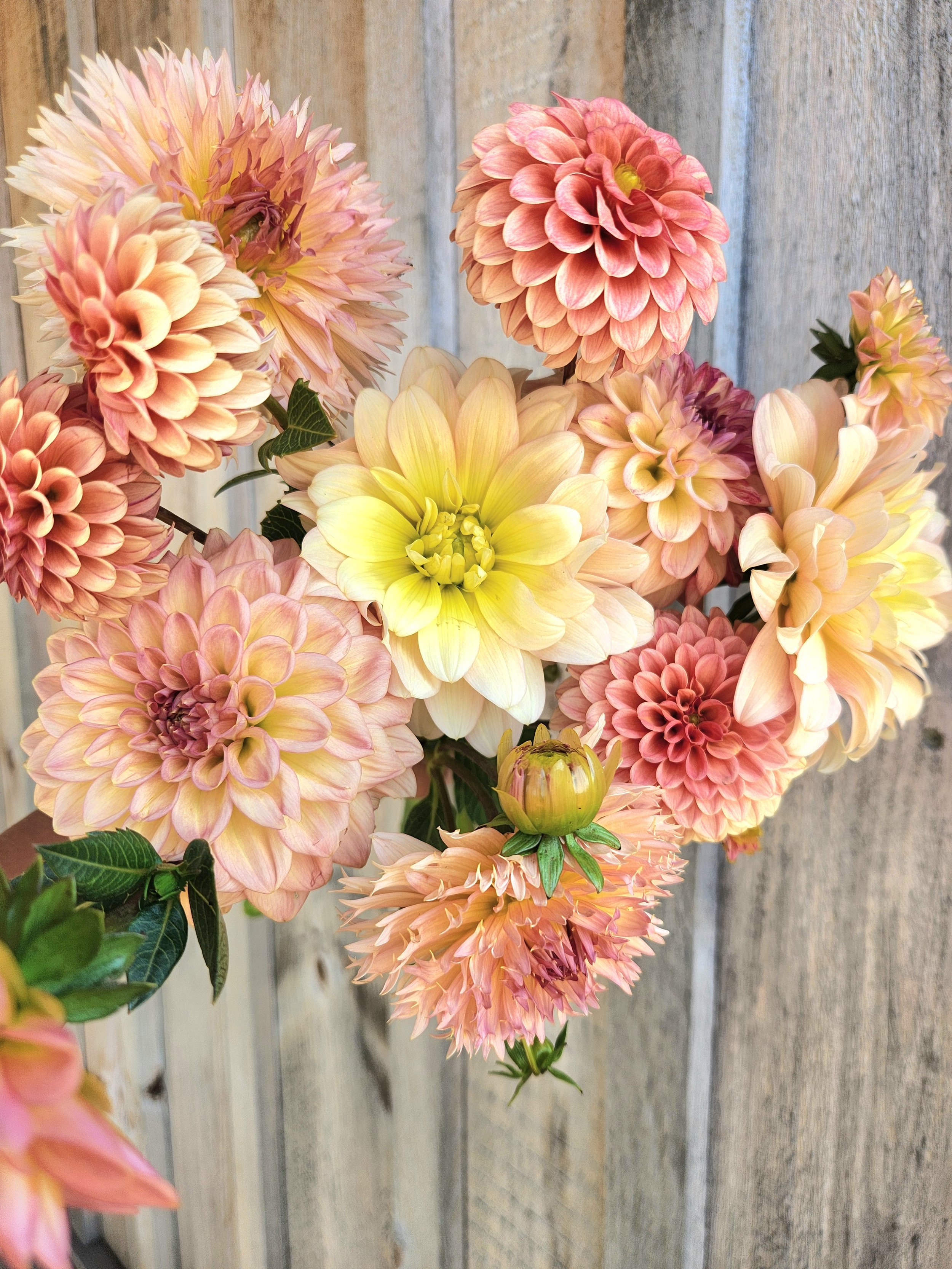 Four Stunning Zinnia Alternatives You’ll Love...