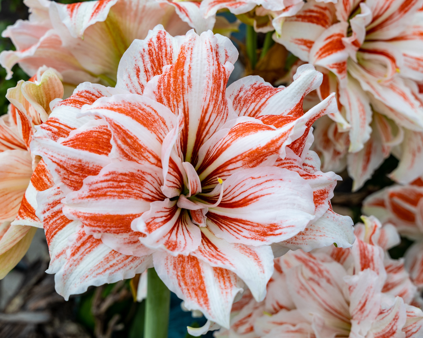 PLANT SPOTLIGHT: AMARYLLIS