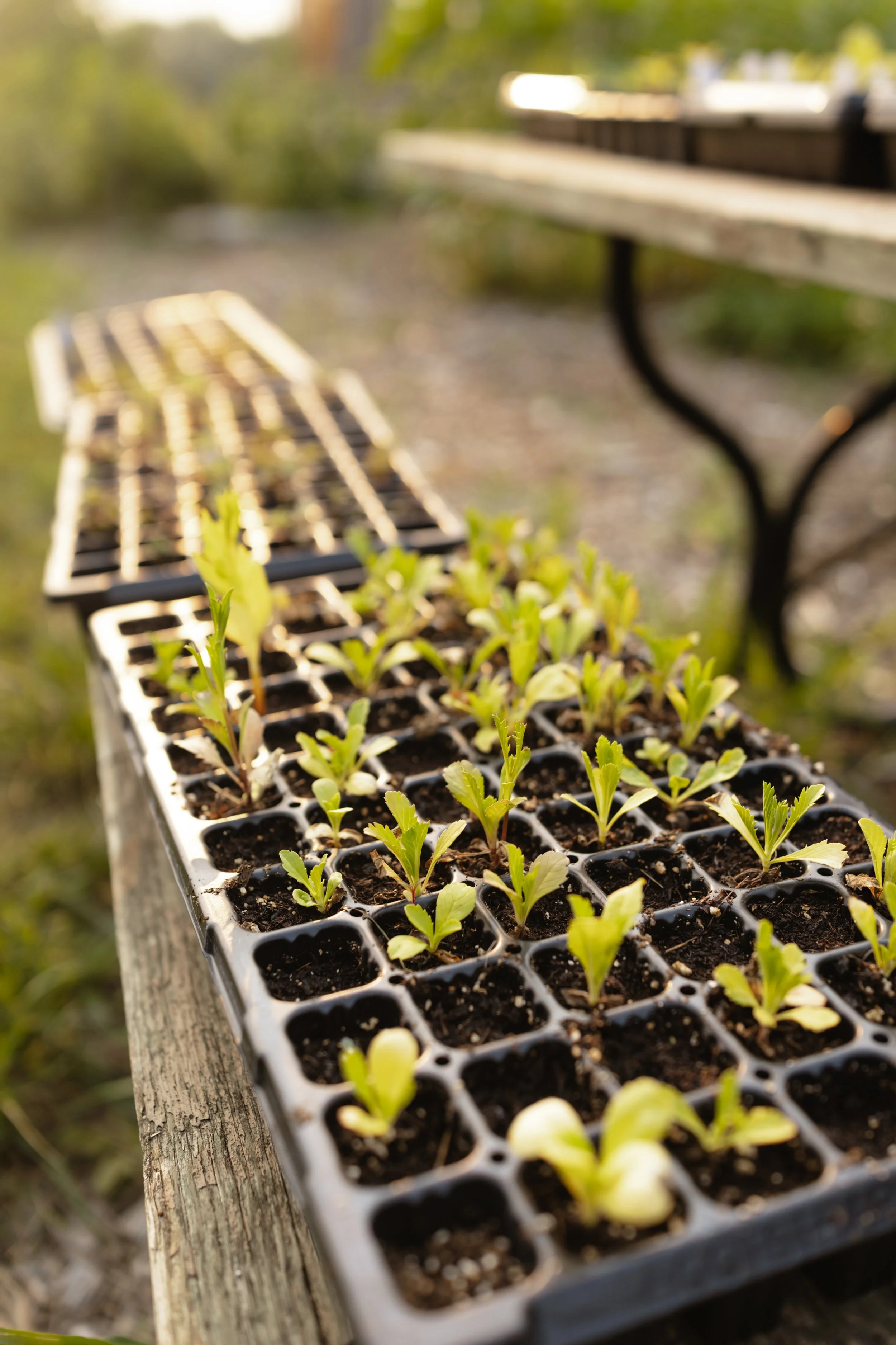 If Seed Starting Sounds Like a Disaster… You’re Not Wrong