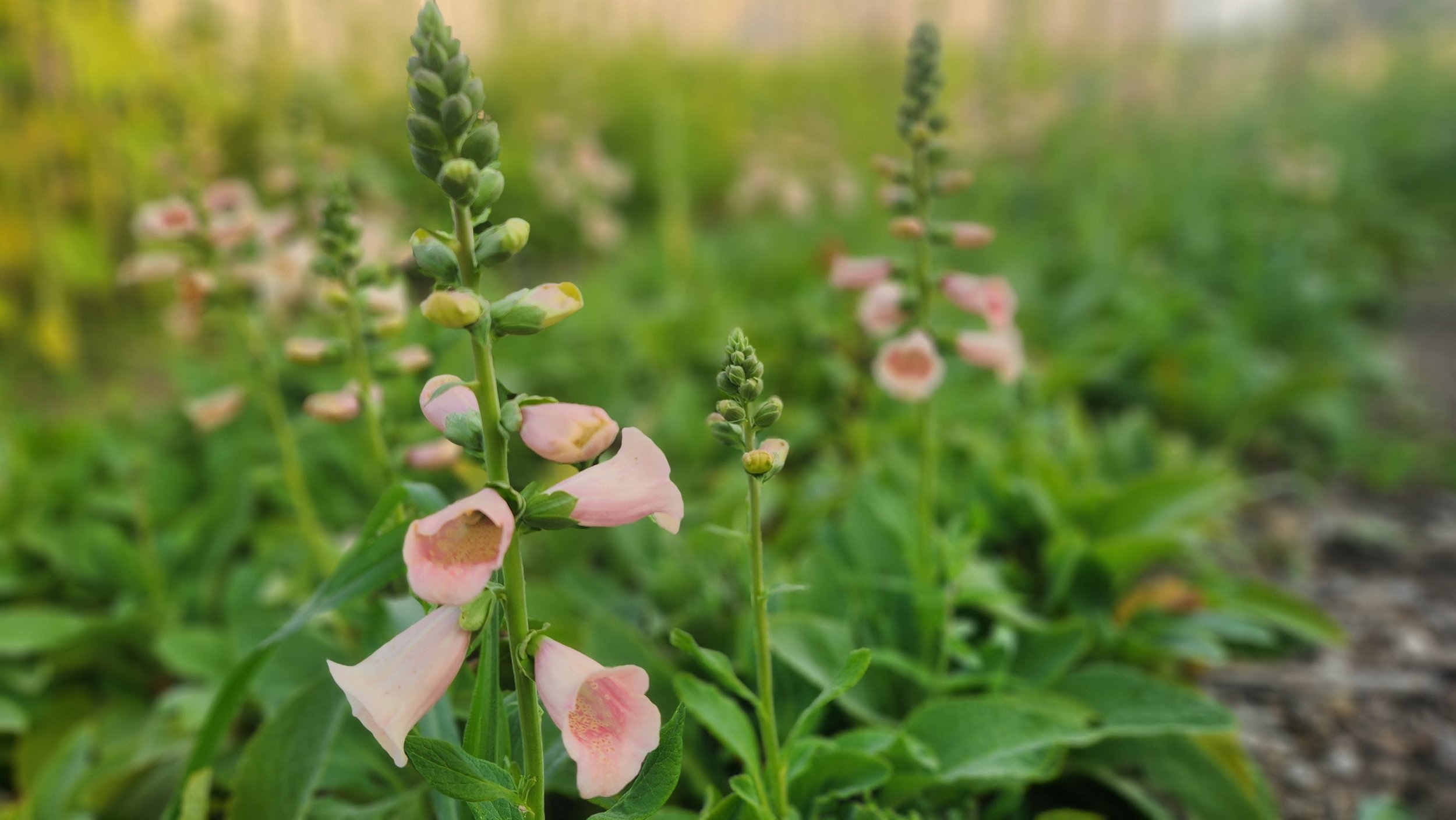 Winter Sowing for Cut Flower Gardeners