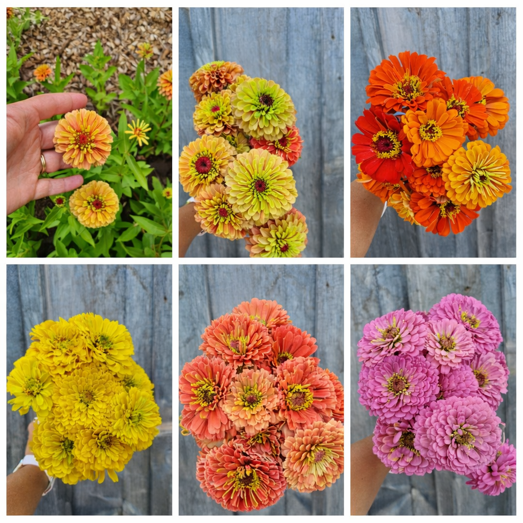 Zinnia "Peachy Keen Mix" - 6 pack