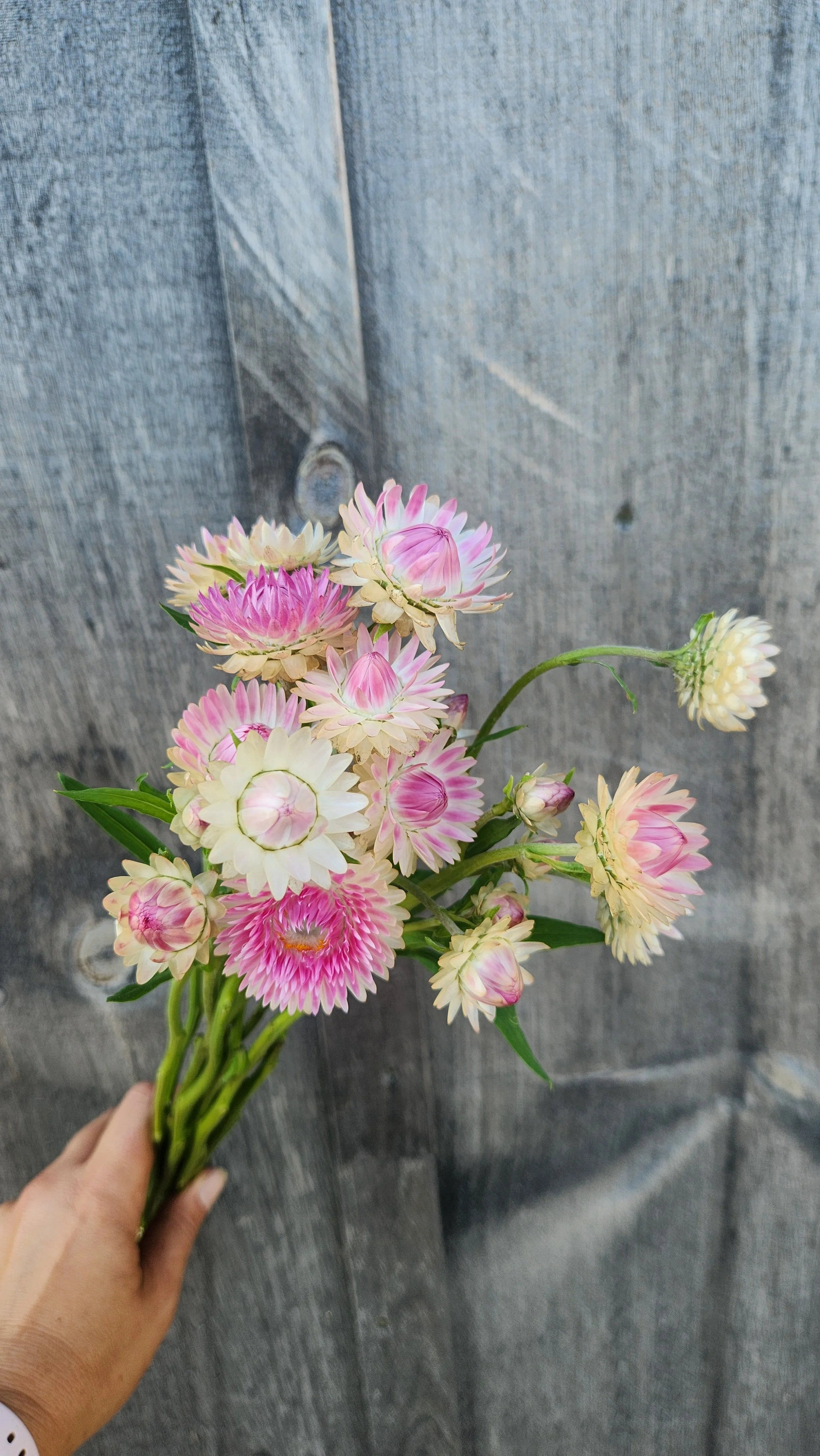 How to Grow: Strawflower